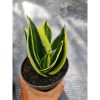 1565. Sansevieria Pagoda Striata Variegated size 10 cm