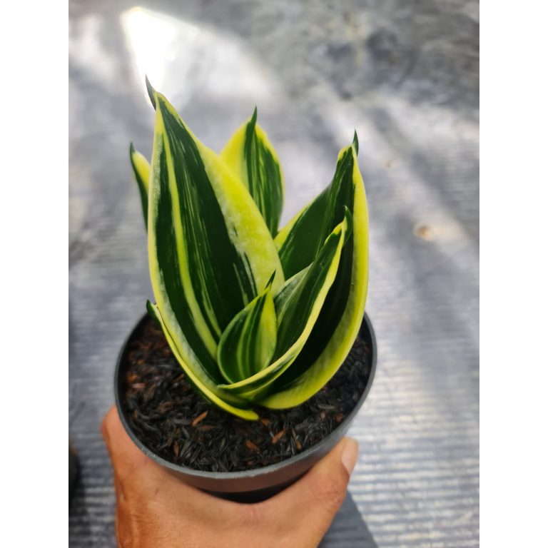 1565. Sansevieria Pagoda Striata Variegated size 10 cm