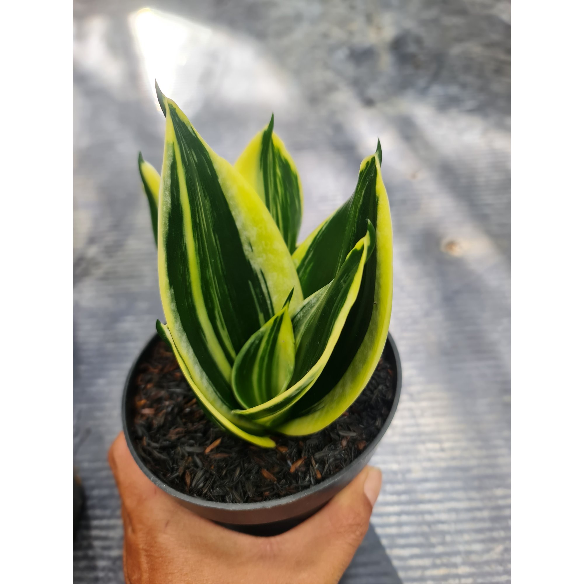 1565. Sansevieria Pagoda Striata Variegated size 10 cm