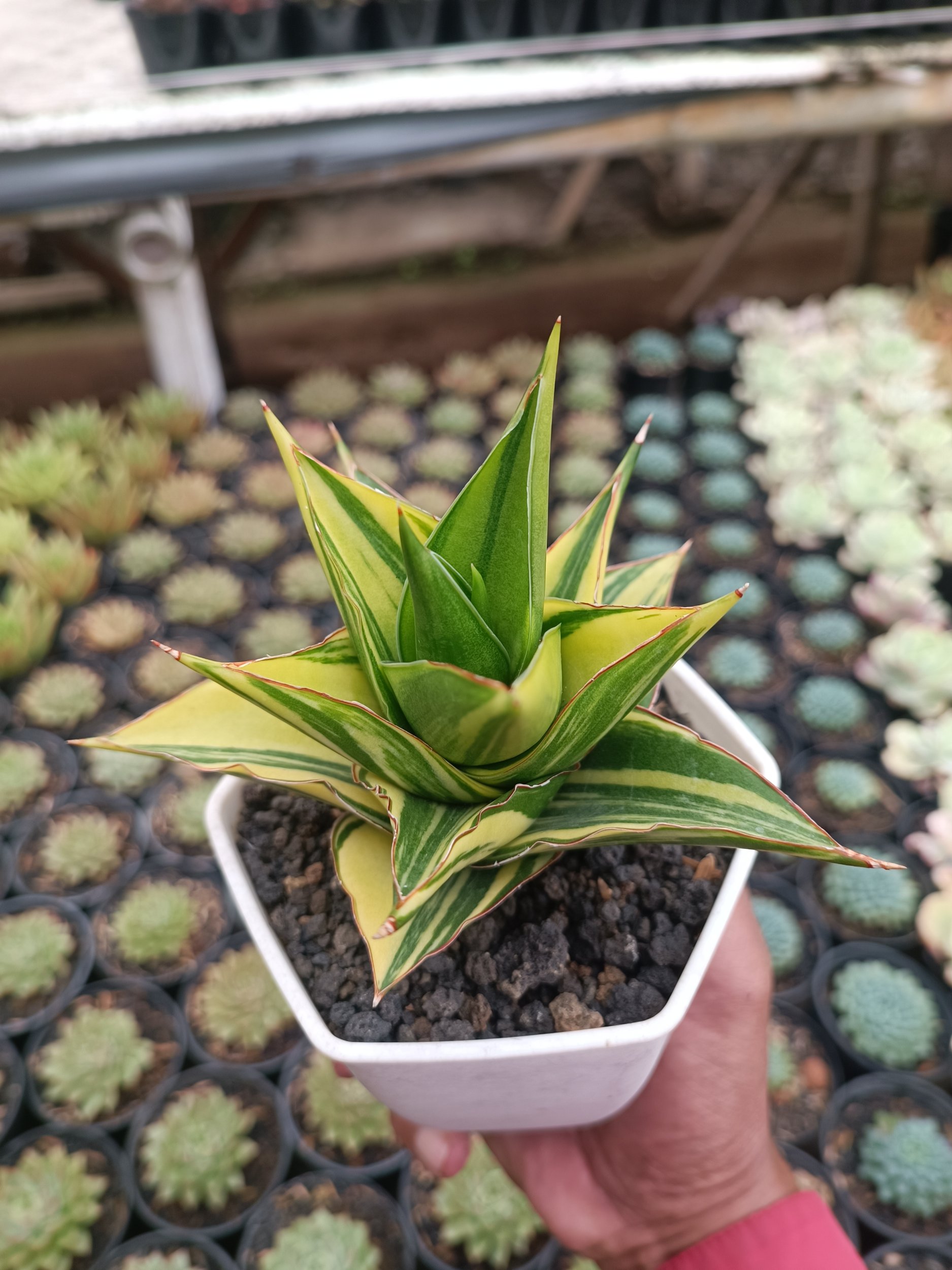 1691. Sansevieria Pagoda Tower Variegated - Image 2