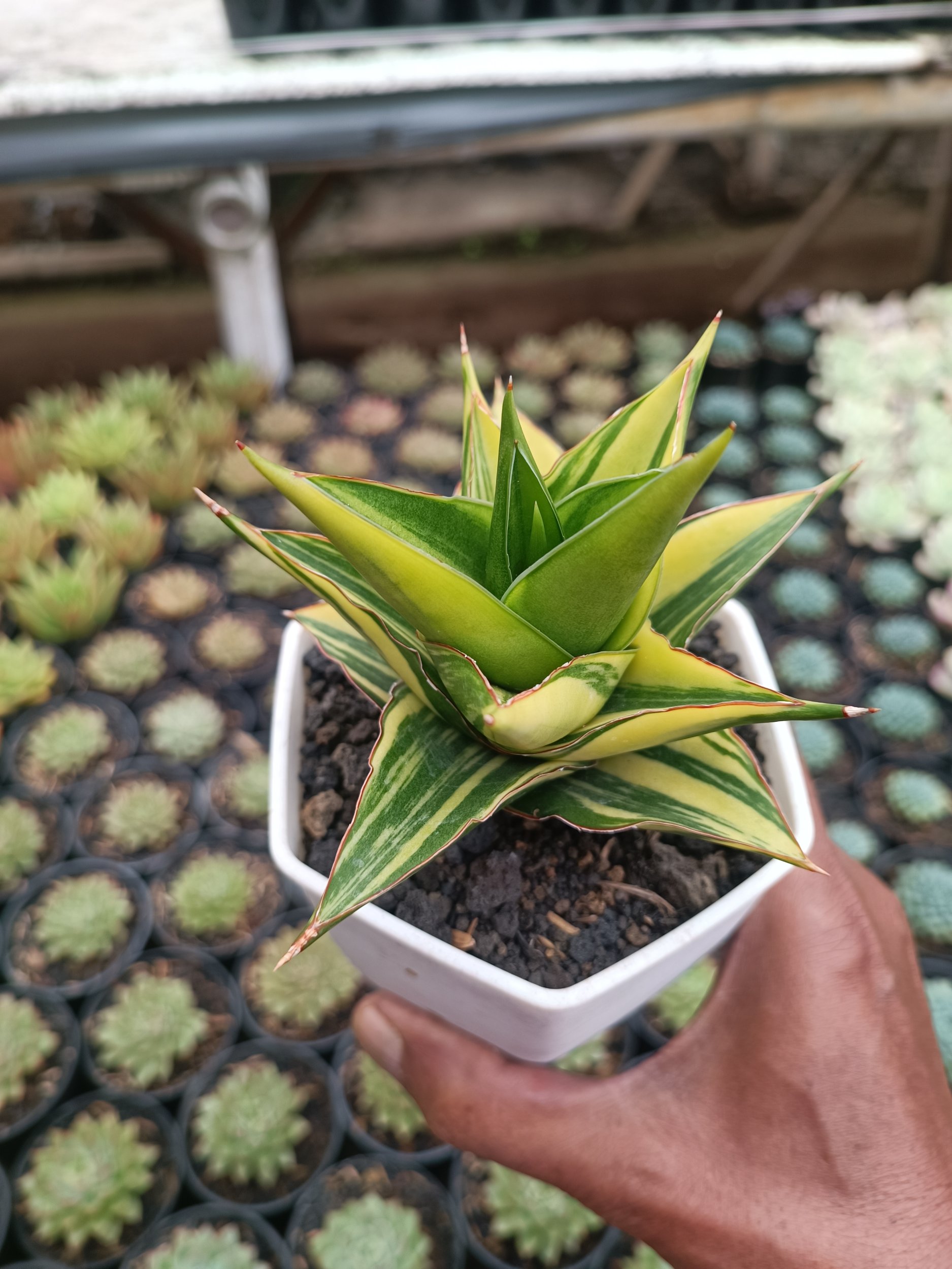 1691. Sansevieria Pagoda Tower Variegated - Image 3