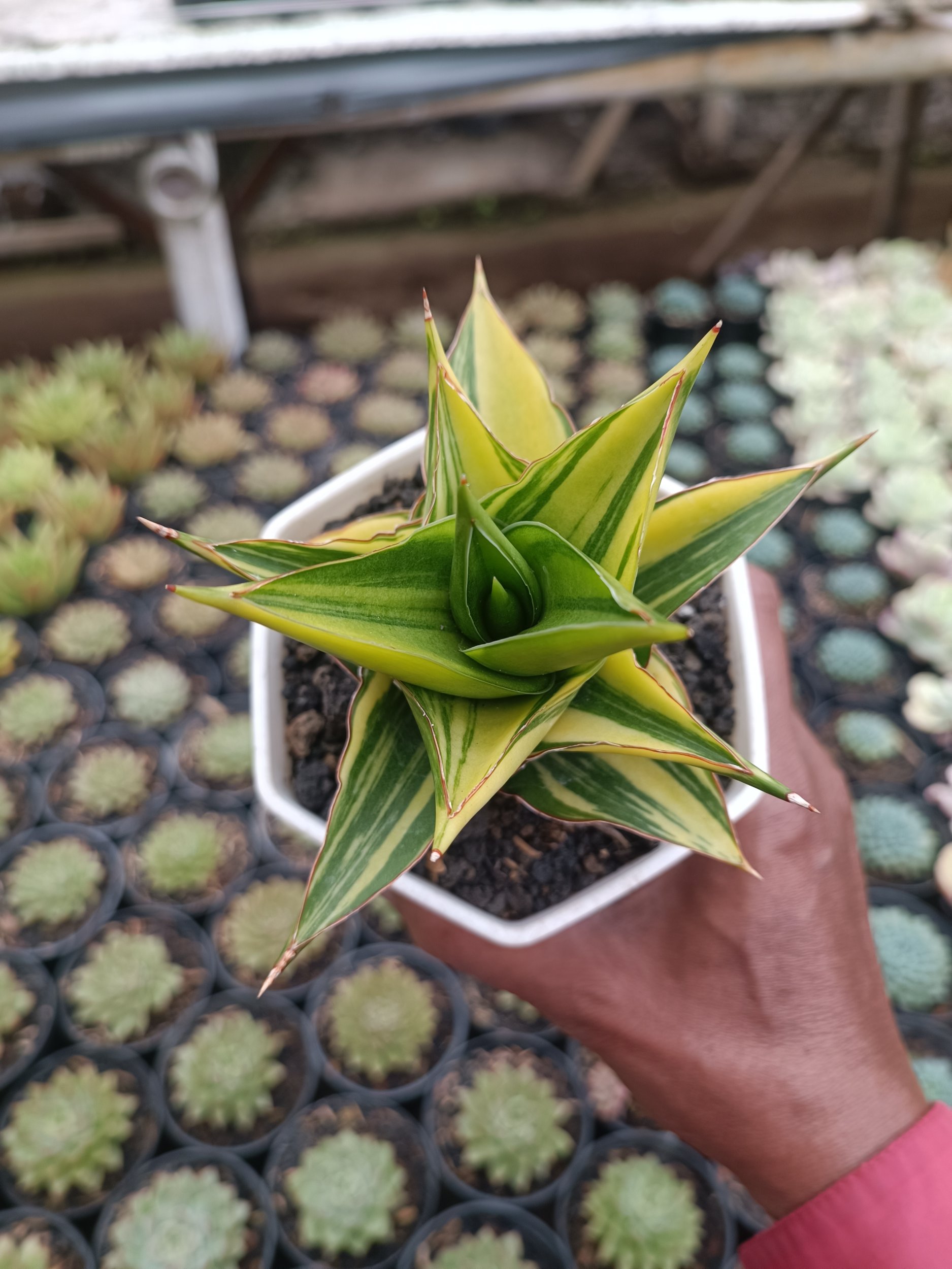 1691. Sansevieria Pagoda Tower Variegated - Image 4