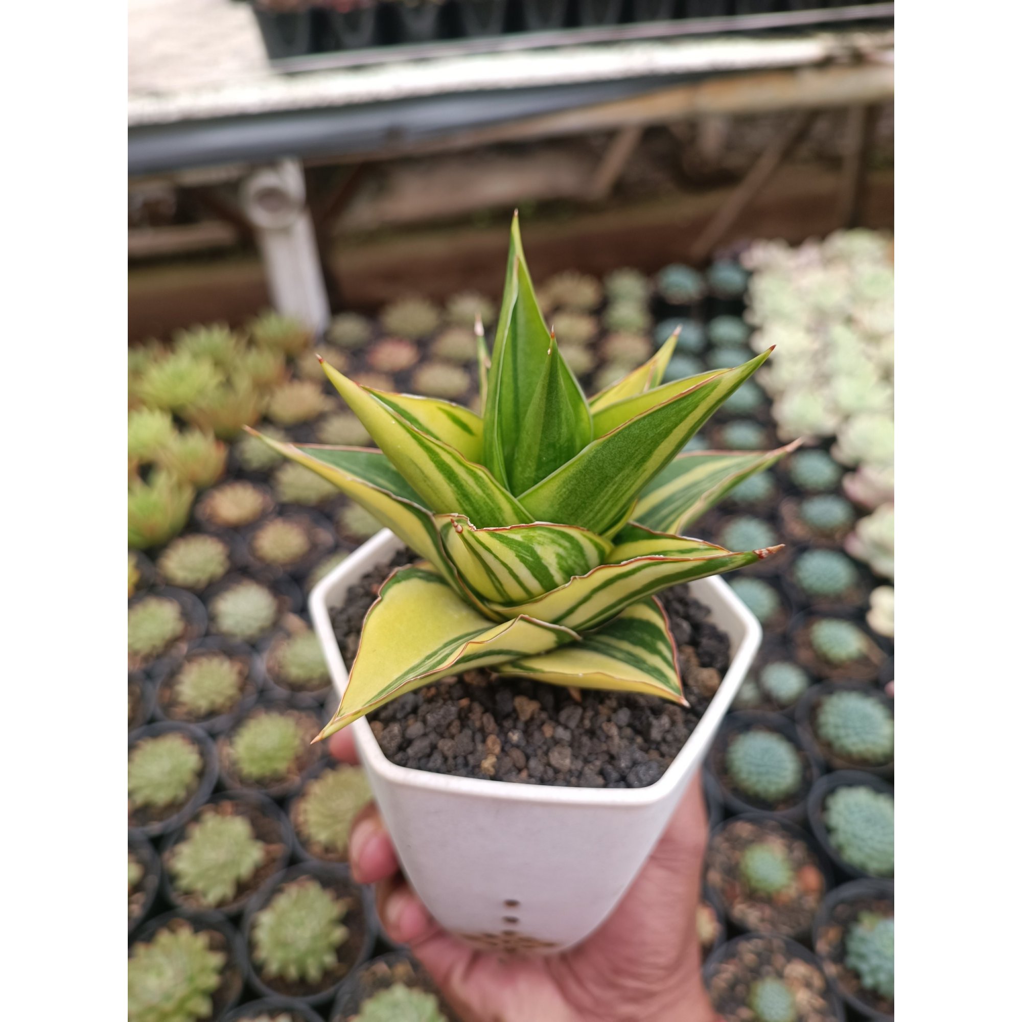 1691. Sansevieria Pagoda Tower Variegated