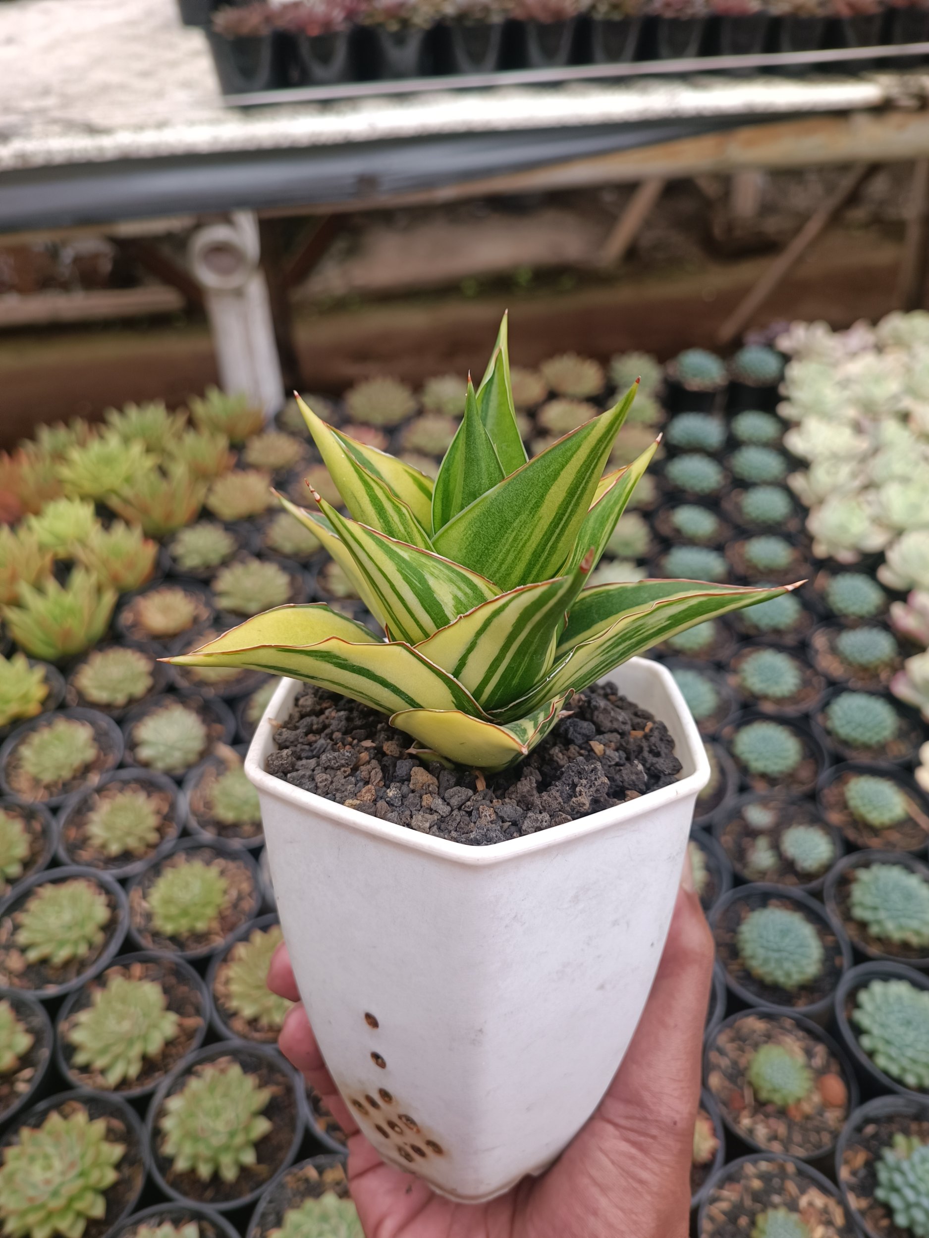 1691. Sansevieria Pagoda Tower Variegated - Image 5