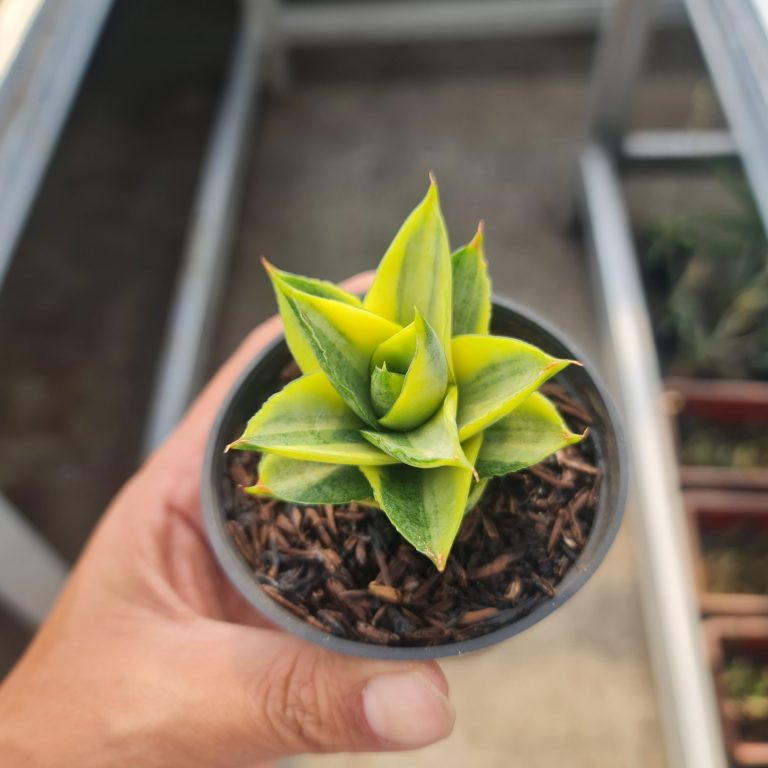 1520. Sansevieria Pagoda Variegated size 7 cm