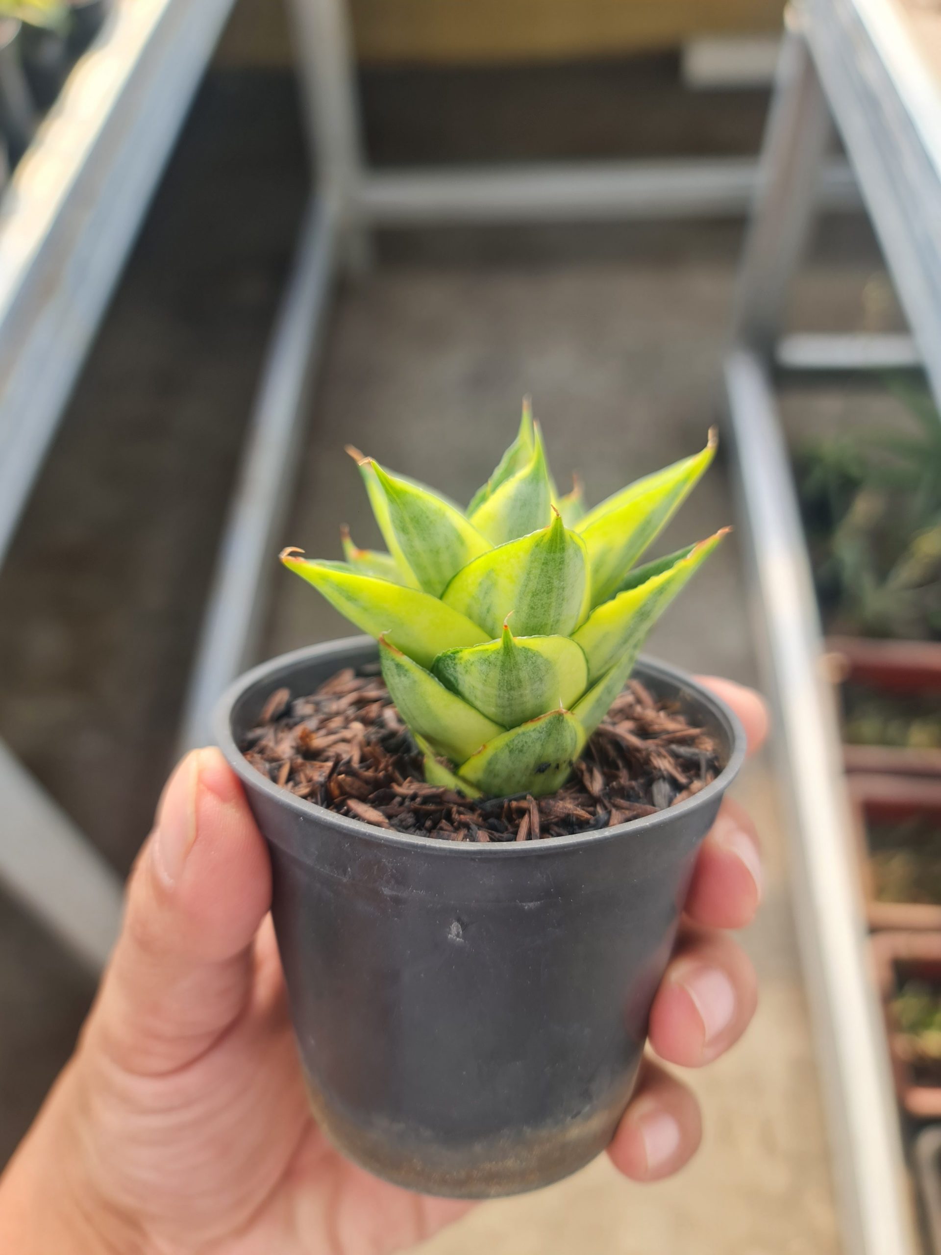 1520. Sansevieria Pagoda Variegated size 7 cm - Image 2
