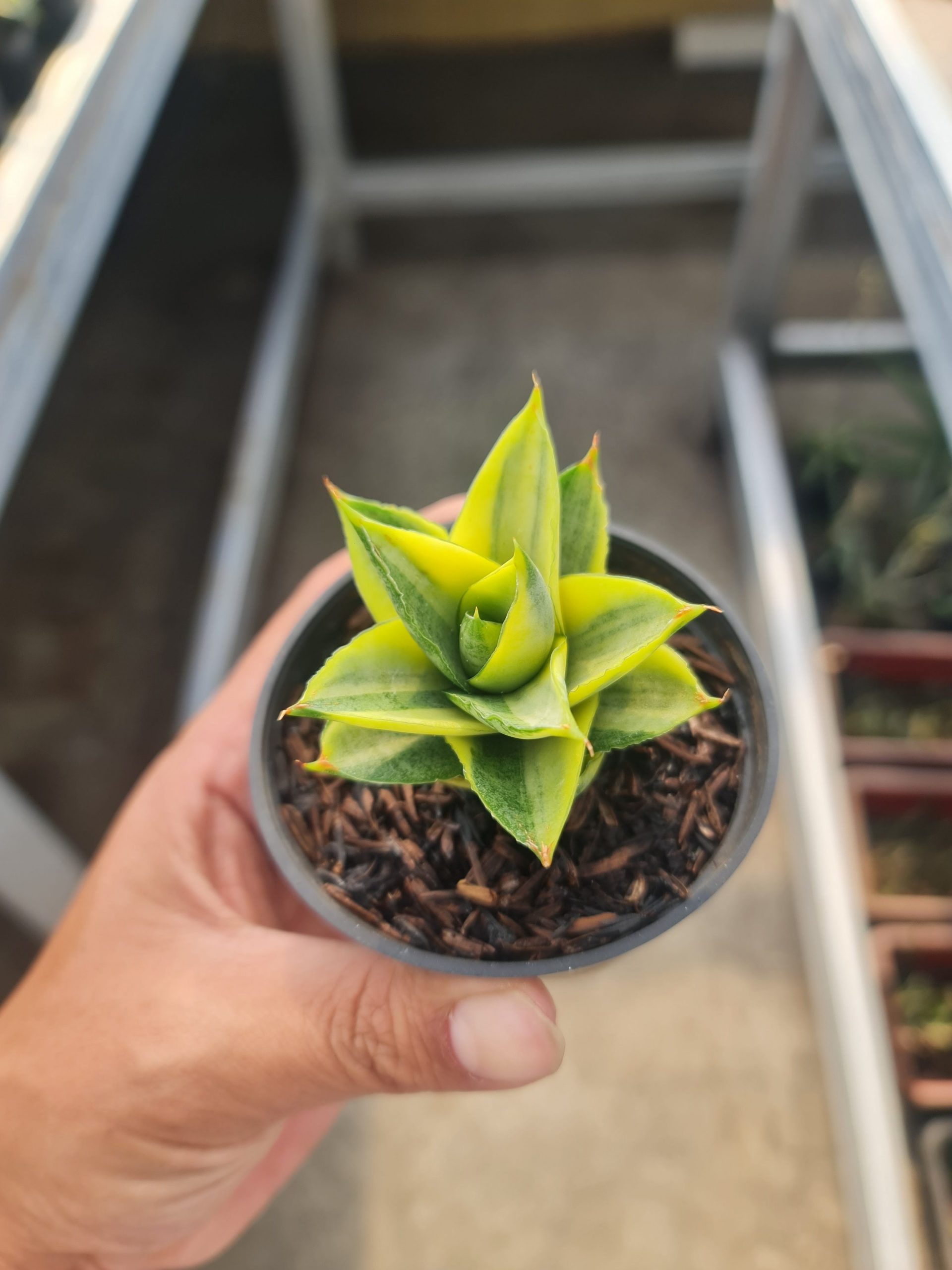 1520. Sansevieria Pagoda Variegated size 7 cm - Image 3