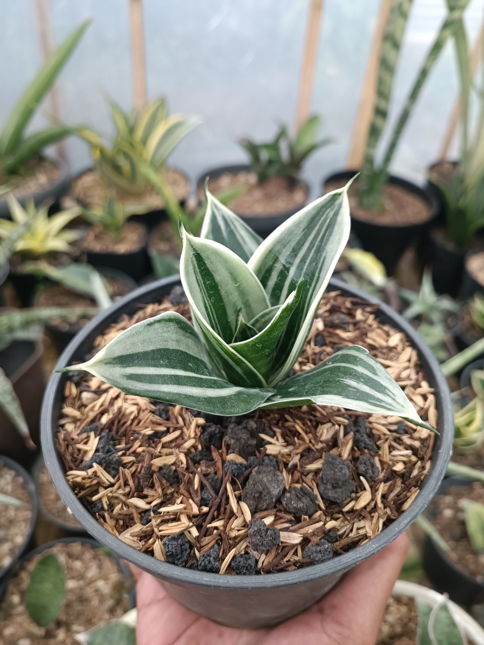 2337. Sansevieria Pagoda White Variegated. 1 Pcs - Image 2