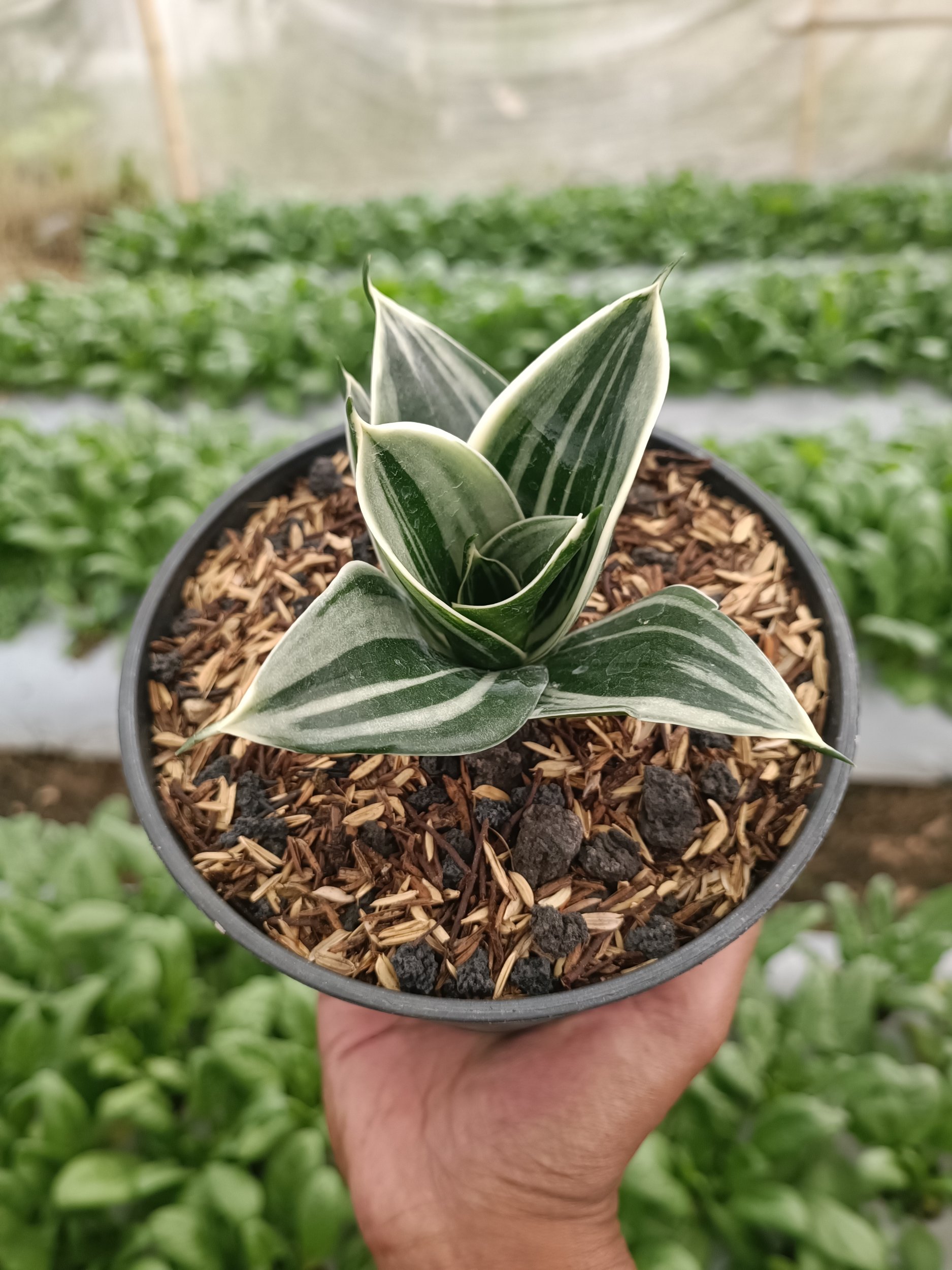 2337. Sansevieria Pagoda White Variegated. 1 Pcs - Image 3
