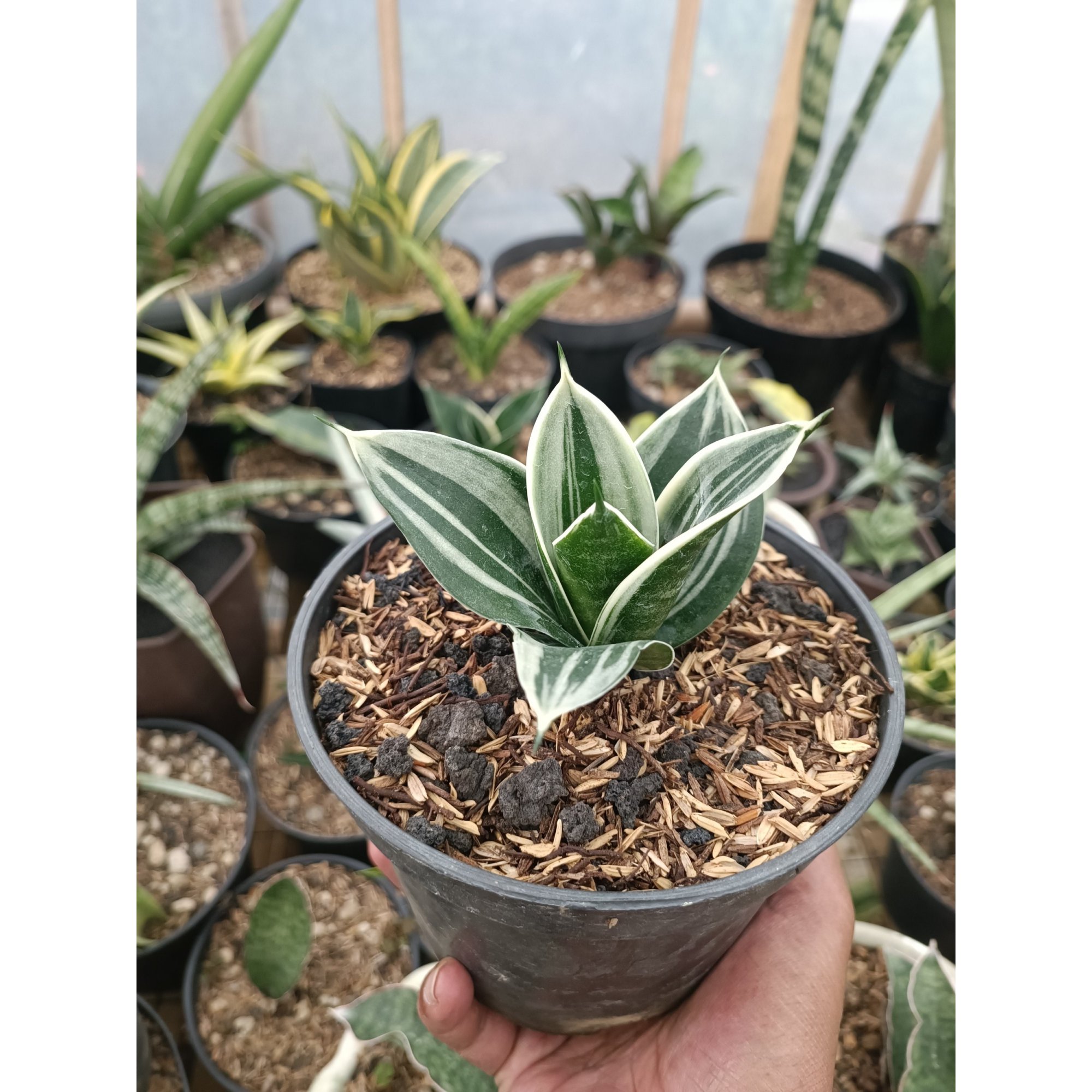 2337. Sansevieria Pagoda White Variegated. 1 Pcs