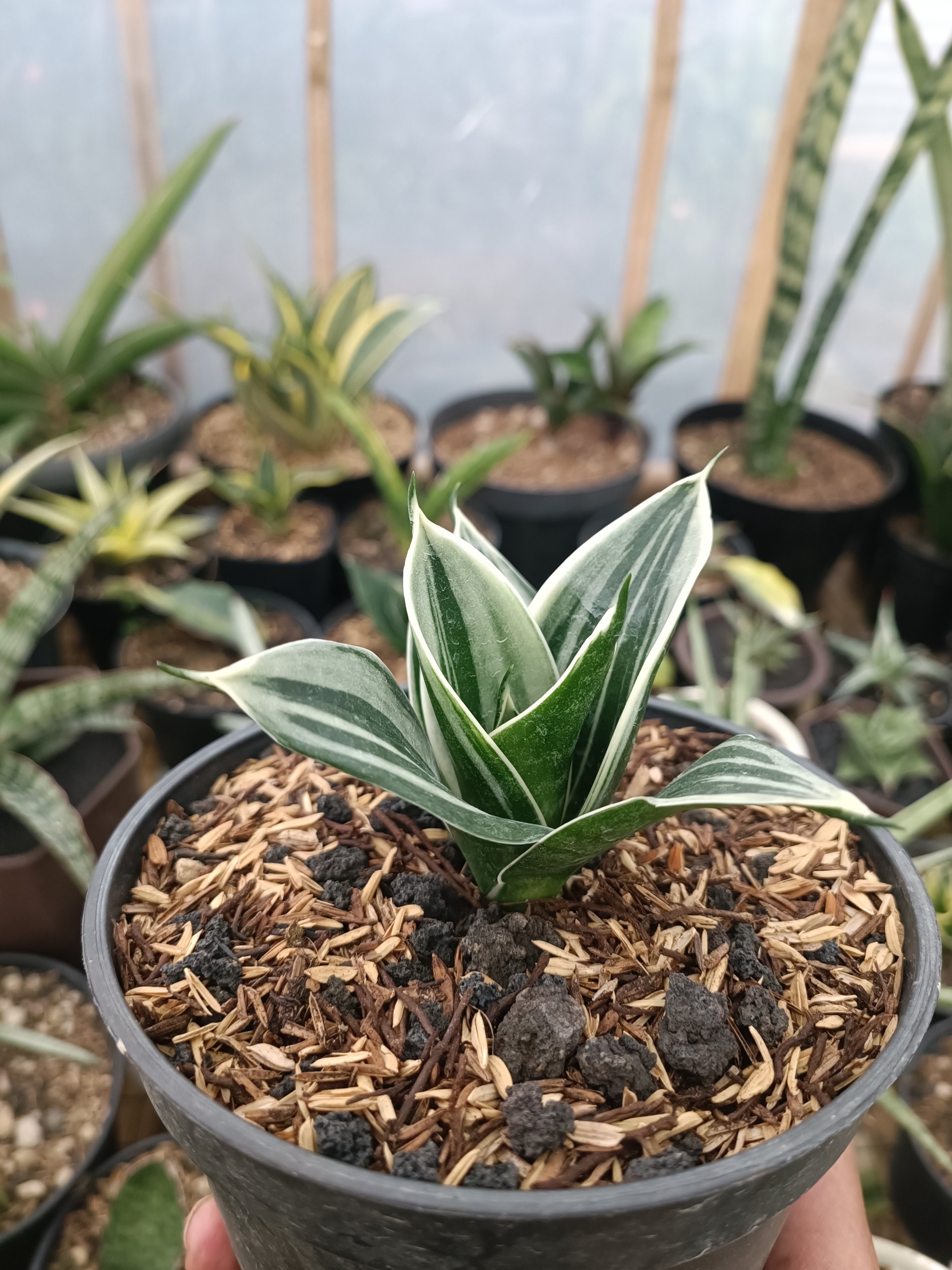2337. Sansevieria Pagoda White Variegated. 1 Pcs - Image 4