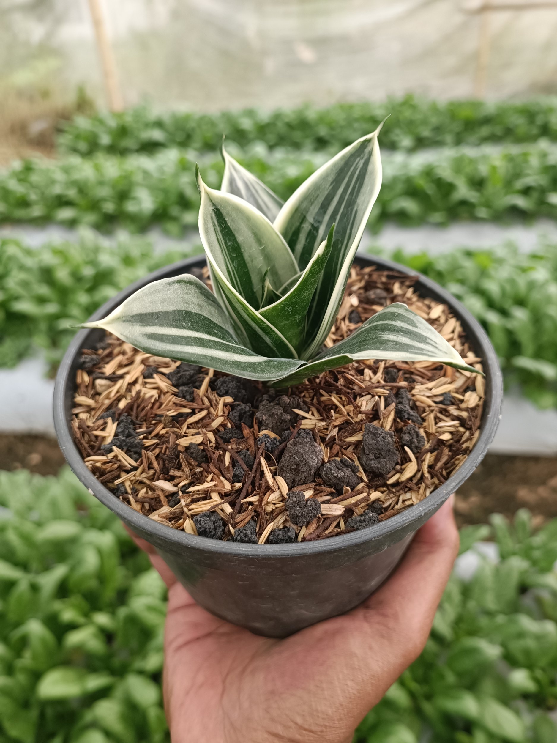 2337. Sansevieria Pagoda White Variegated. 1 Pcs - Image 5