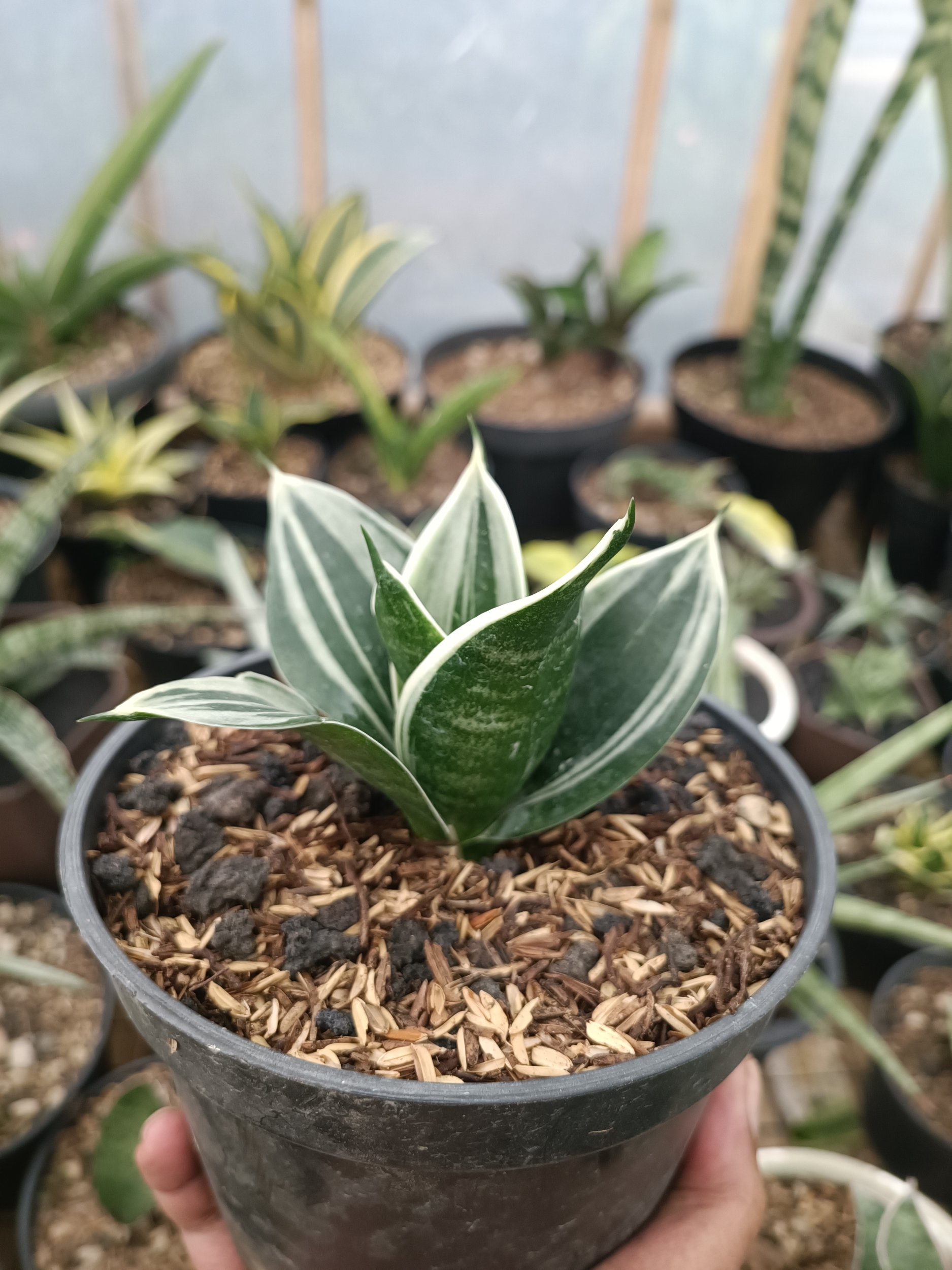 2337. Sansevieria Pagoda White Variegated. 1 Pcs - Image 6