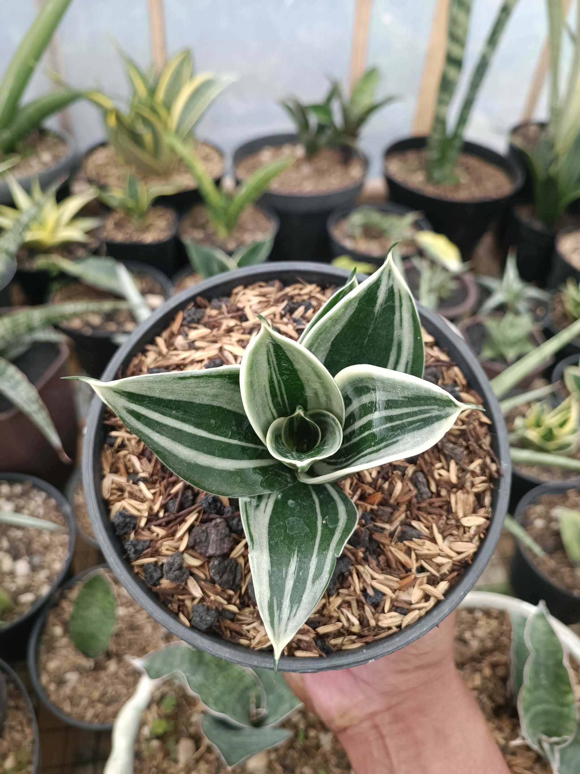 2337. Sansevieria Pagoda White Variegated. 1 Pcs - Image 7