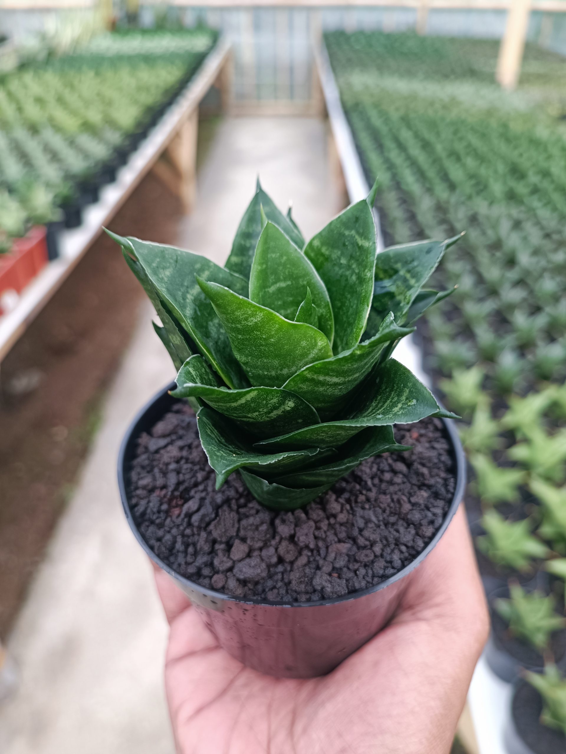 1439. Sansevieria Pajajaran - Image 2