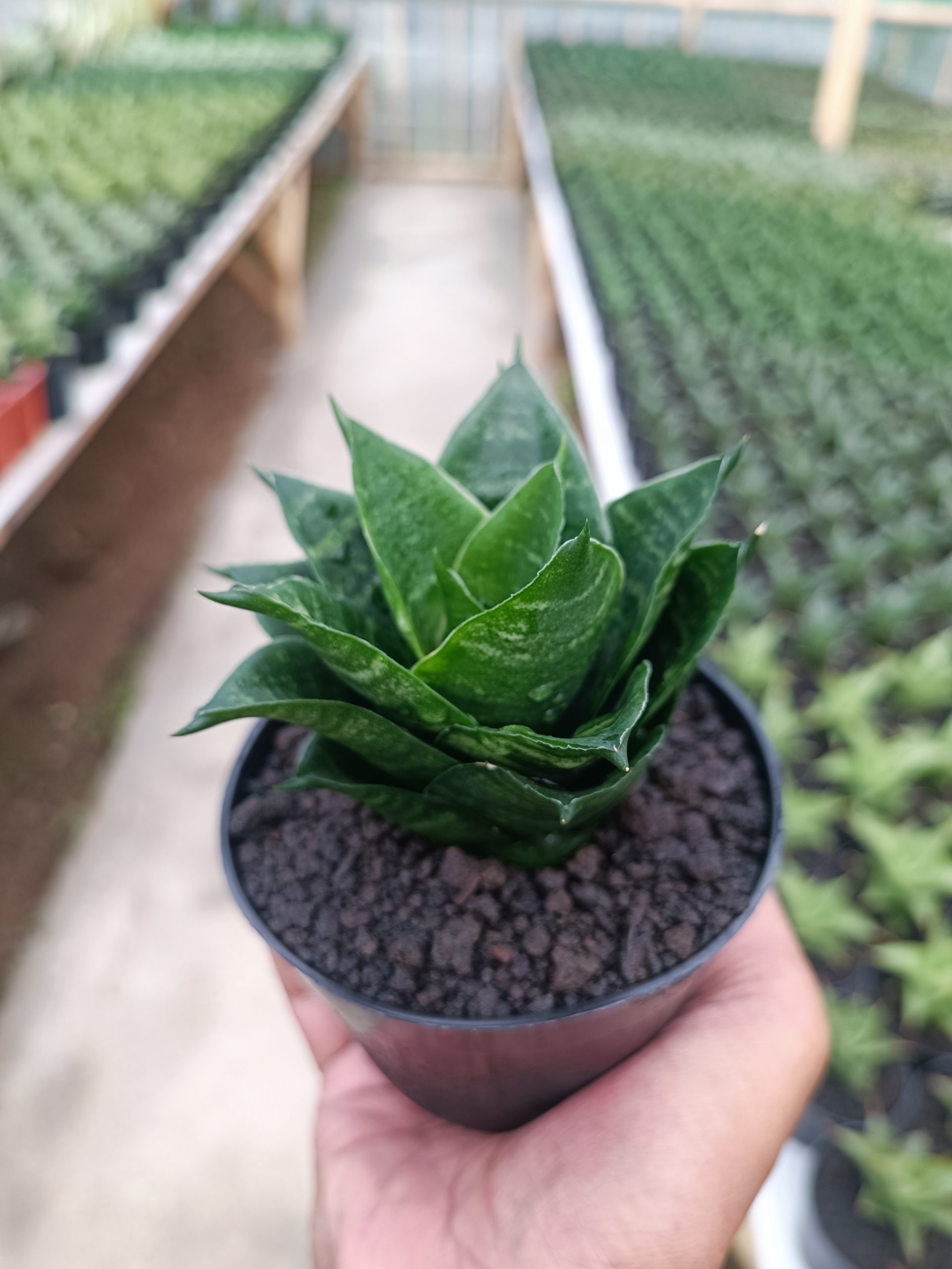 1439. Sansevieria Pajajaran - Image 3