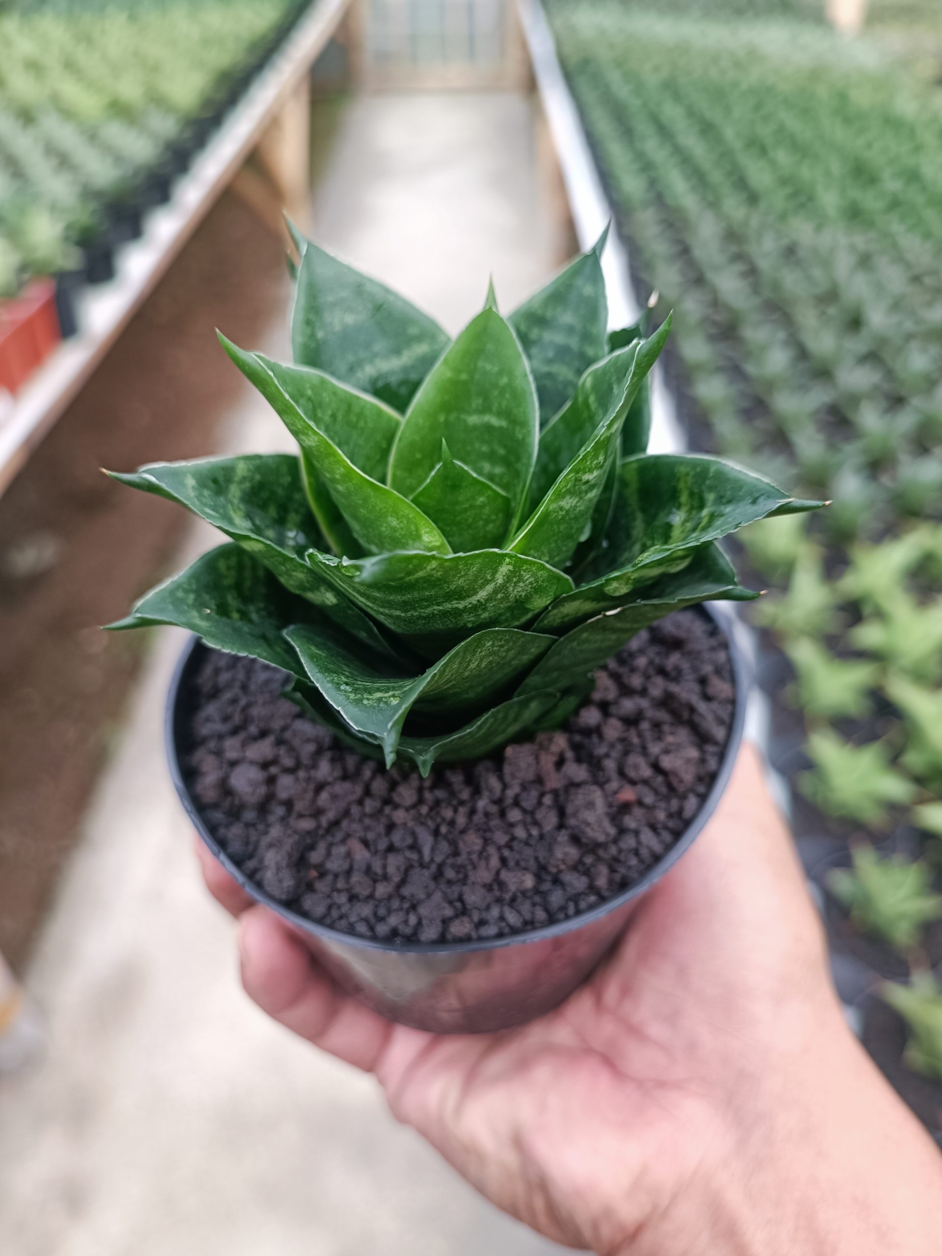 1439. Sansevieria Pajajaran - Image 4