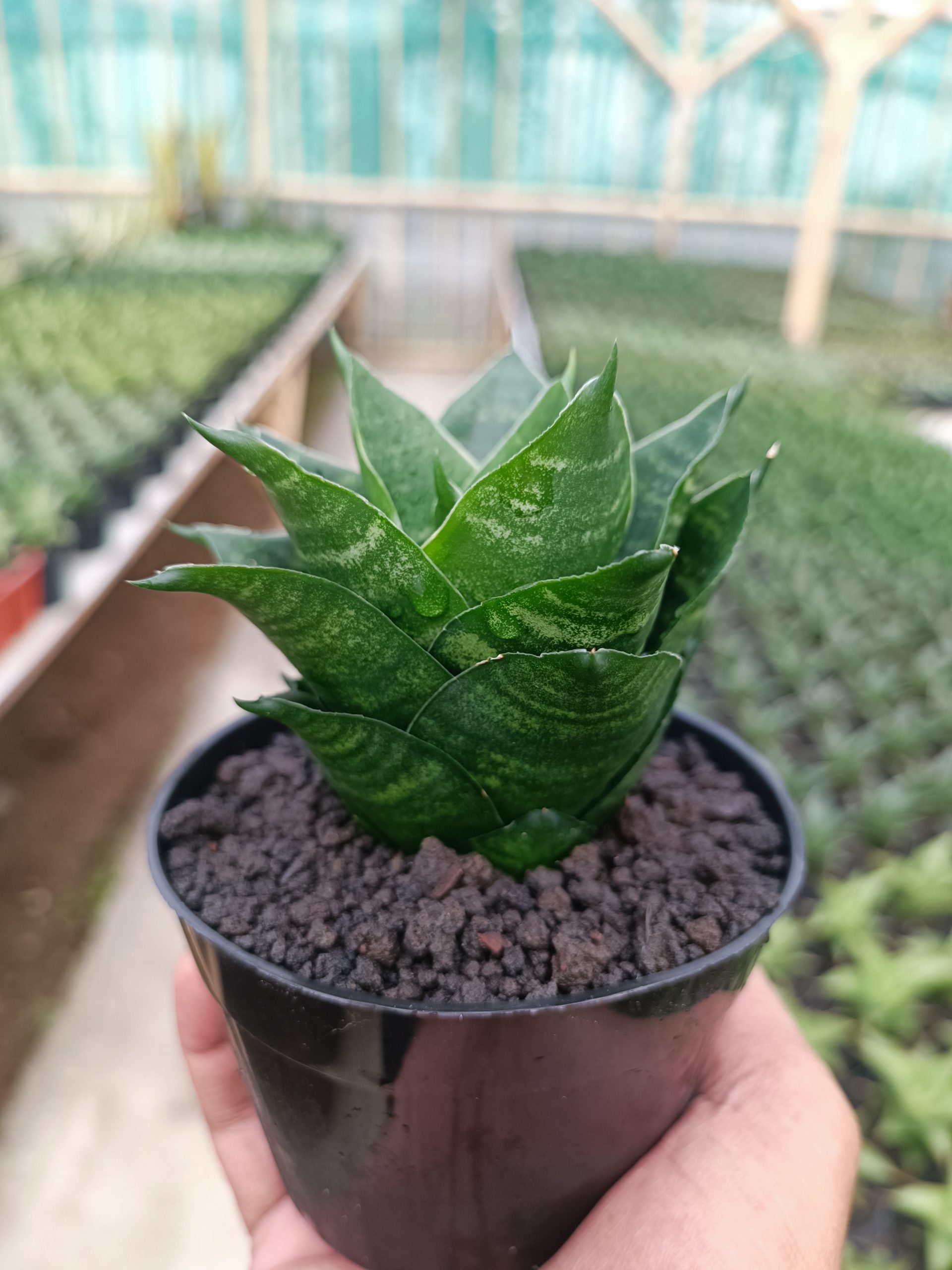 1439. Sansevieria Pajajaran - Image 5