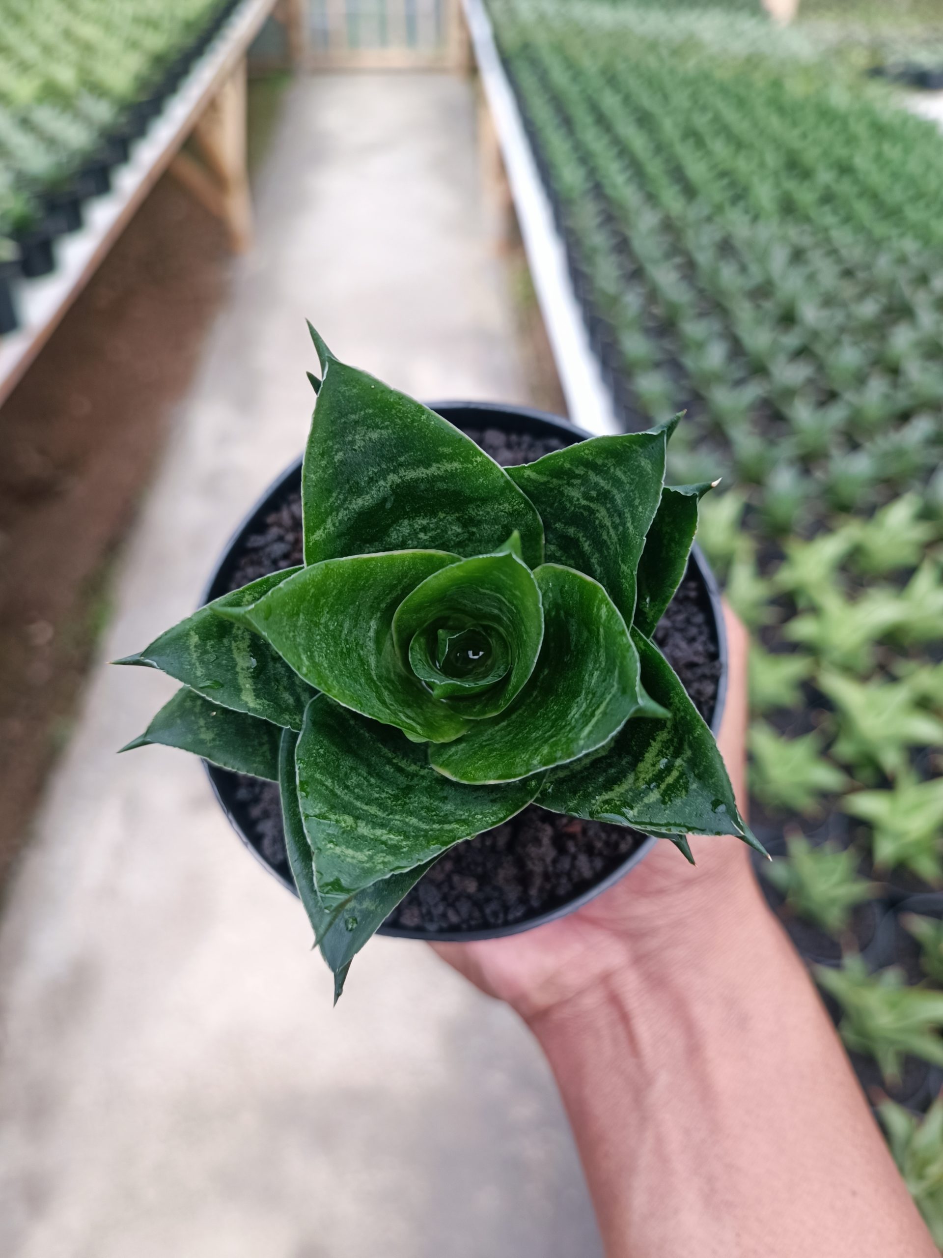 1439. Sansevieria Pajajaran - Image 6