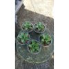 2152. Sansevieria Pandawa 5 Pcs