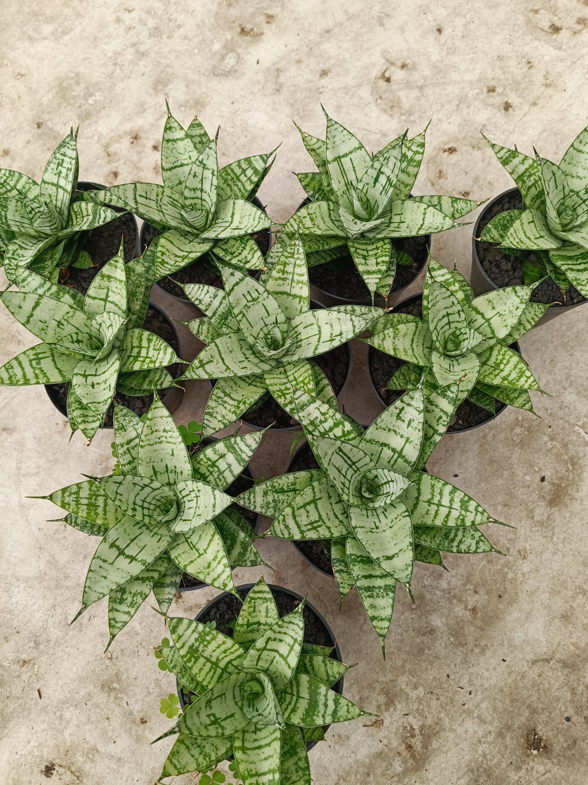 2024. Sansevieria Pandawa size 12 cm - Image 2