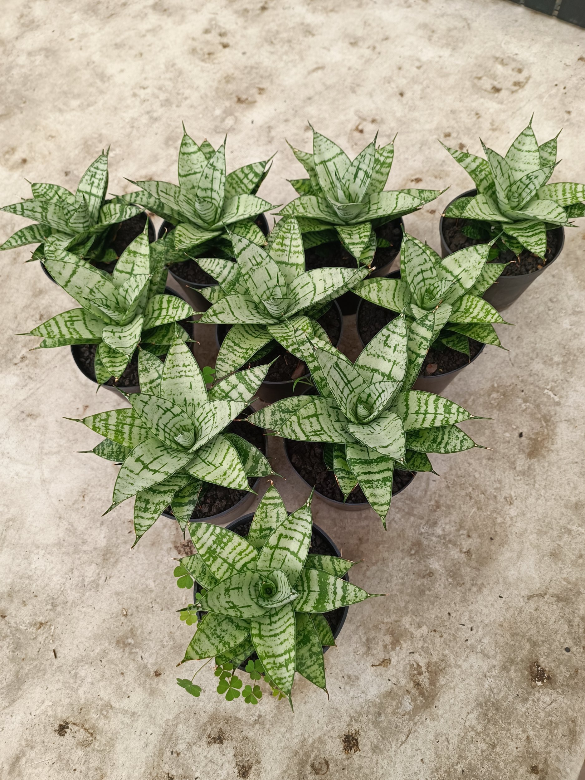 2024. Sansevieria Pandawa size 12 cm - Image 3