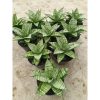 2024. Sansevieria Pandawa size 12 cm