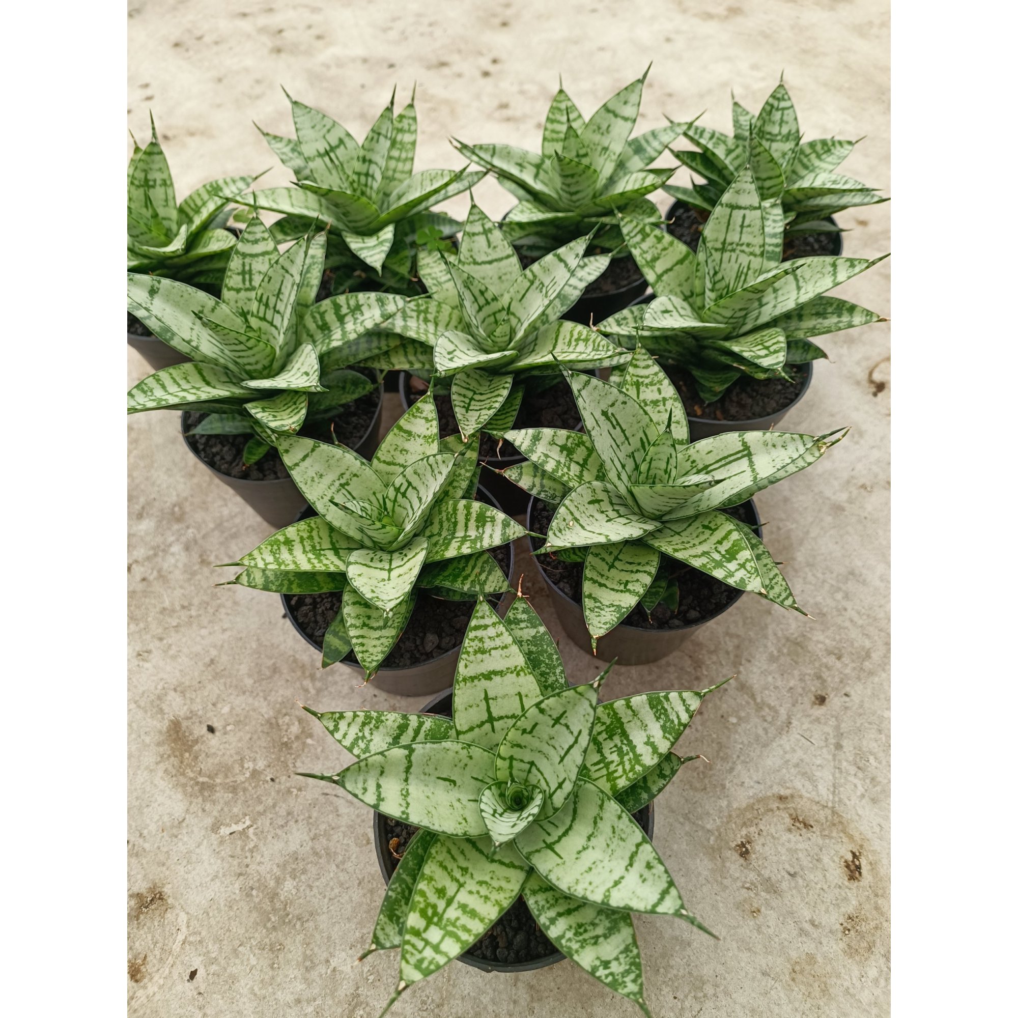 2024. Sansevieria Pandawa size 12 cm
