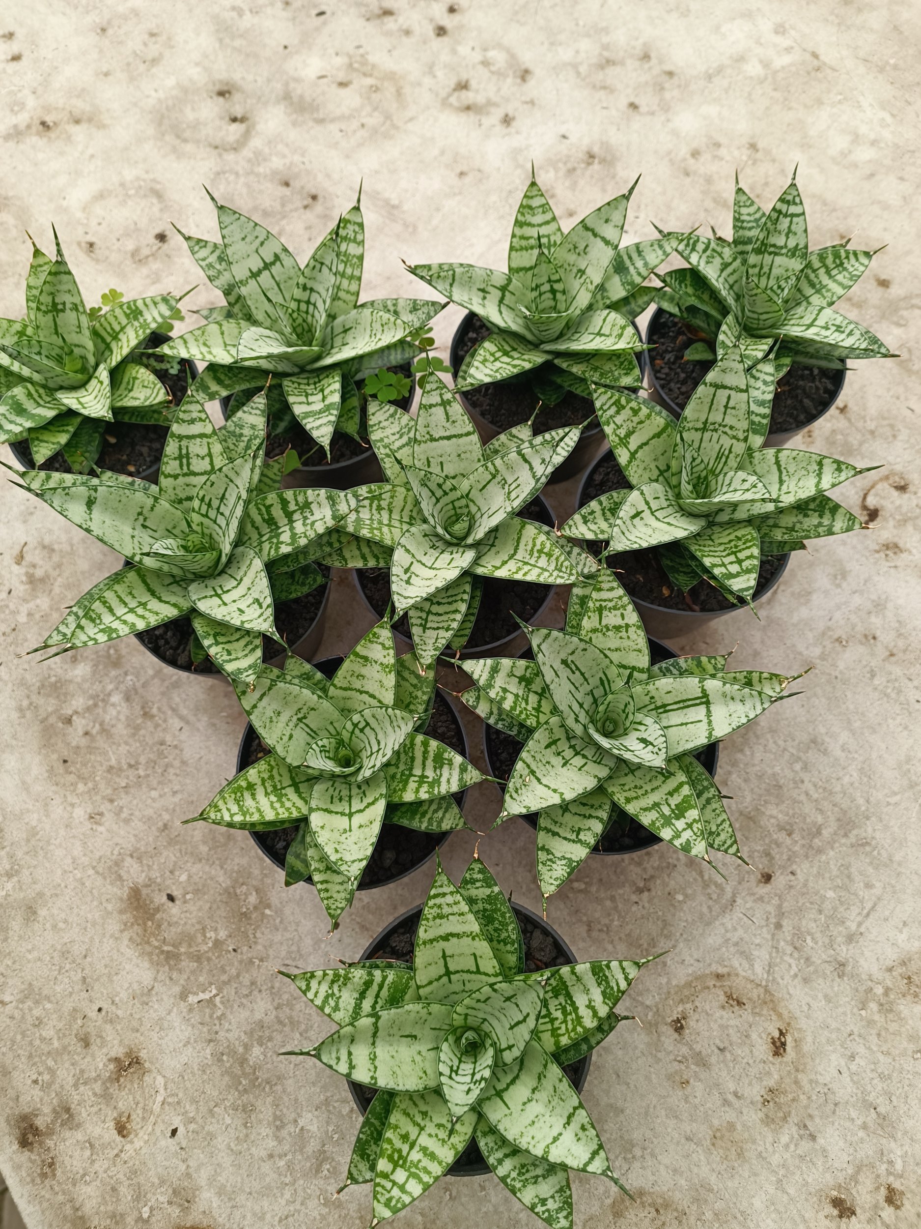 2024. Sansevieria Pandawa size 12 cm - Image 4