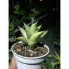1918. Sansevieria Pagoda Tower Variegated Size 7 Cm