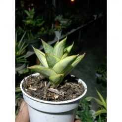 1918. Sansevieria Pagoda Tower Variegated Size 7 Cm