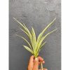 925. Sansevieria Parva Lancet White