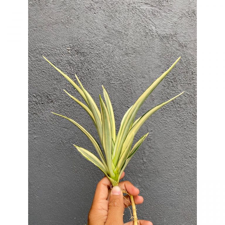 925. Sansevieria Parva Lancet White