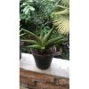 2057. Sansevieria Patrick