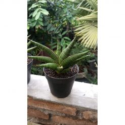 2057. Sansevieria Patrick