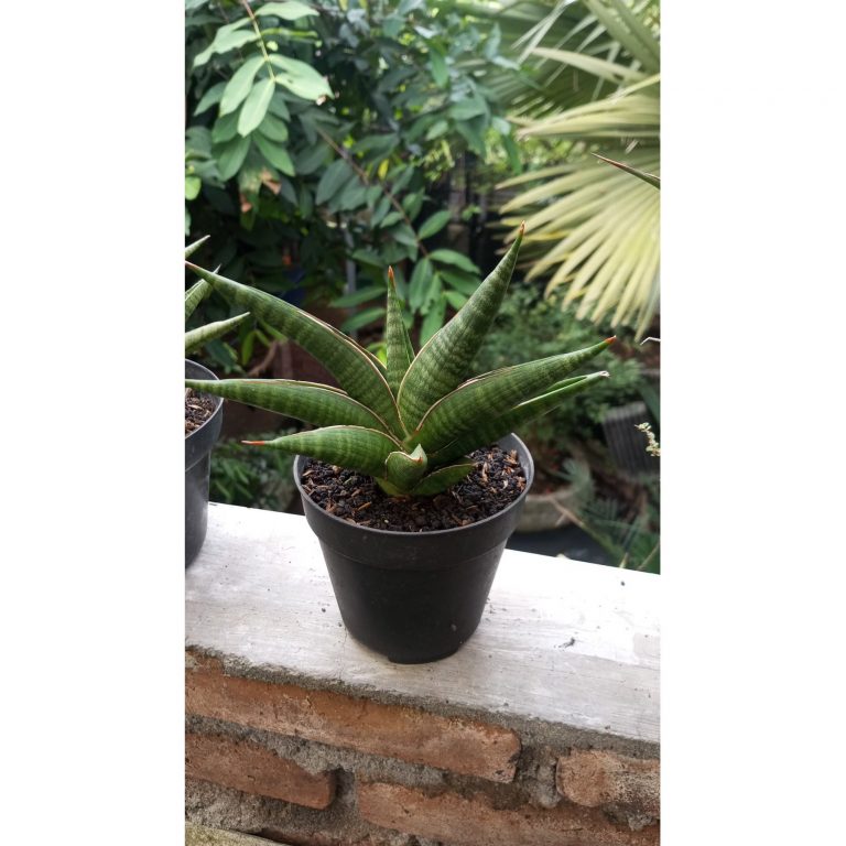 2057. Sansevieria Patrick