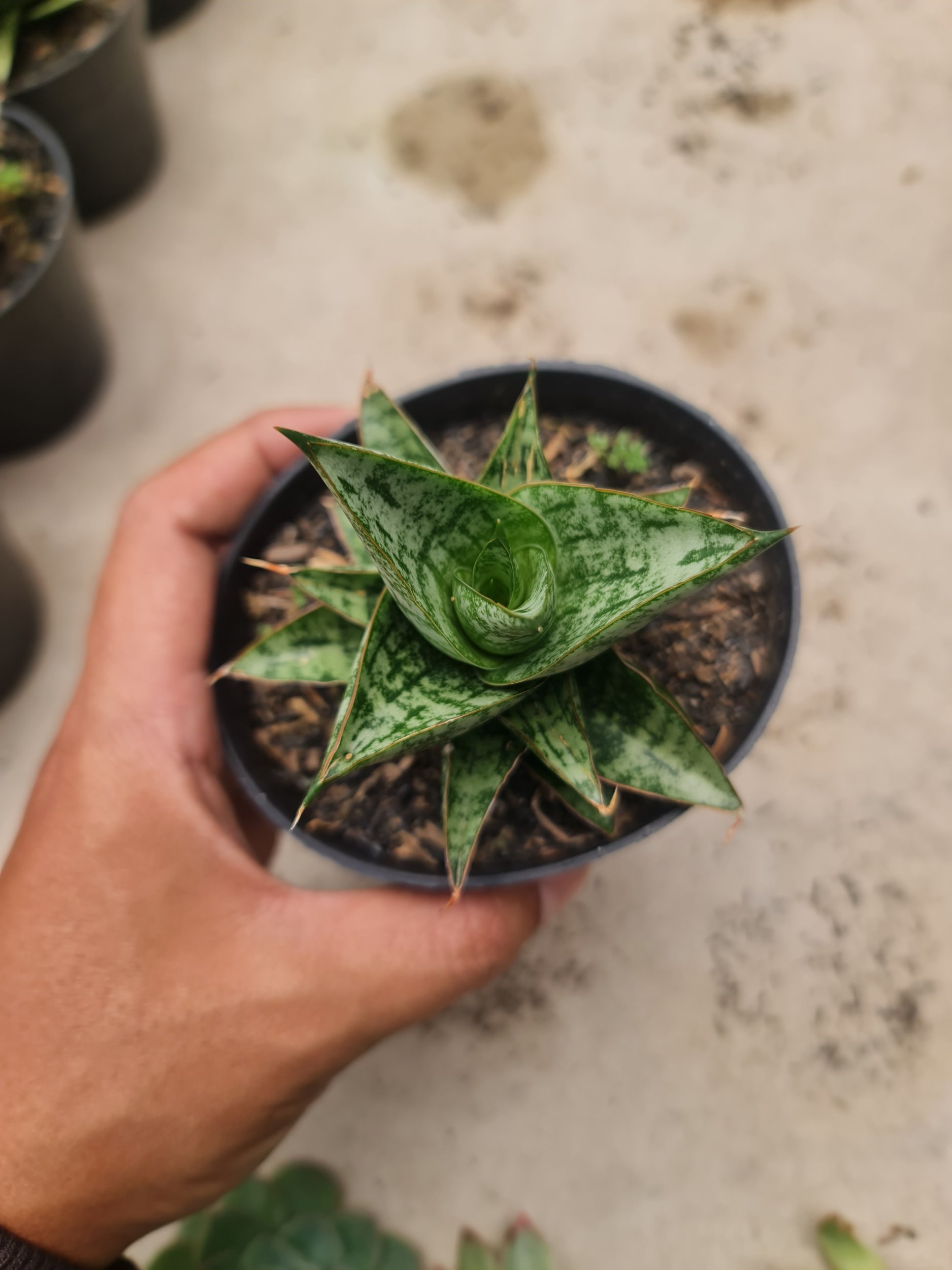 2061. Sansevieria Personi Cordova X Boncel - Image 2