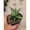 2061. Sansevieria Personi Cordova X Boncel