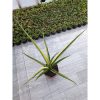 1646. Sansevieria Personii X Coco Hybrid