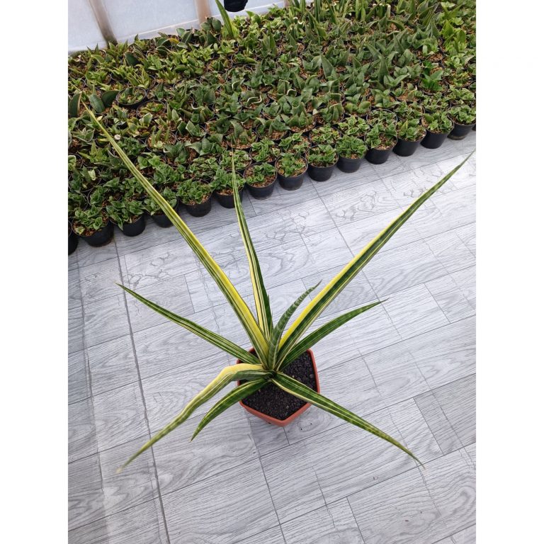 1646. Sansevieria Personii X Coco Hybrid