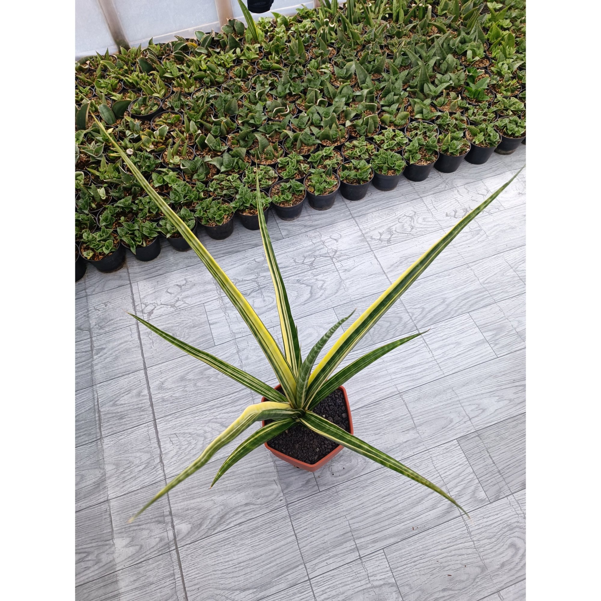 1646. Sansevieria Personii X Coco Hybrid