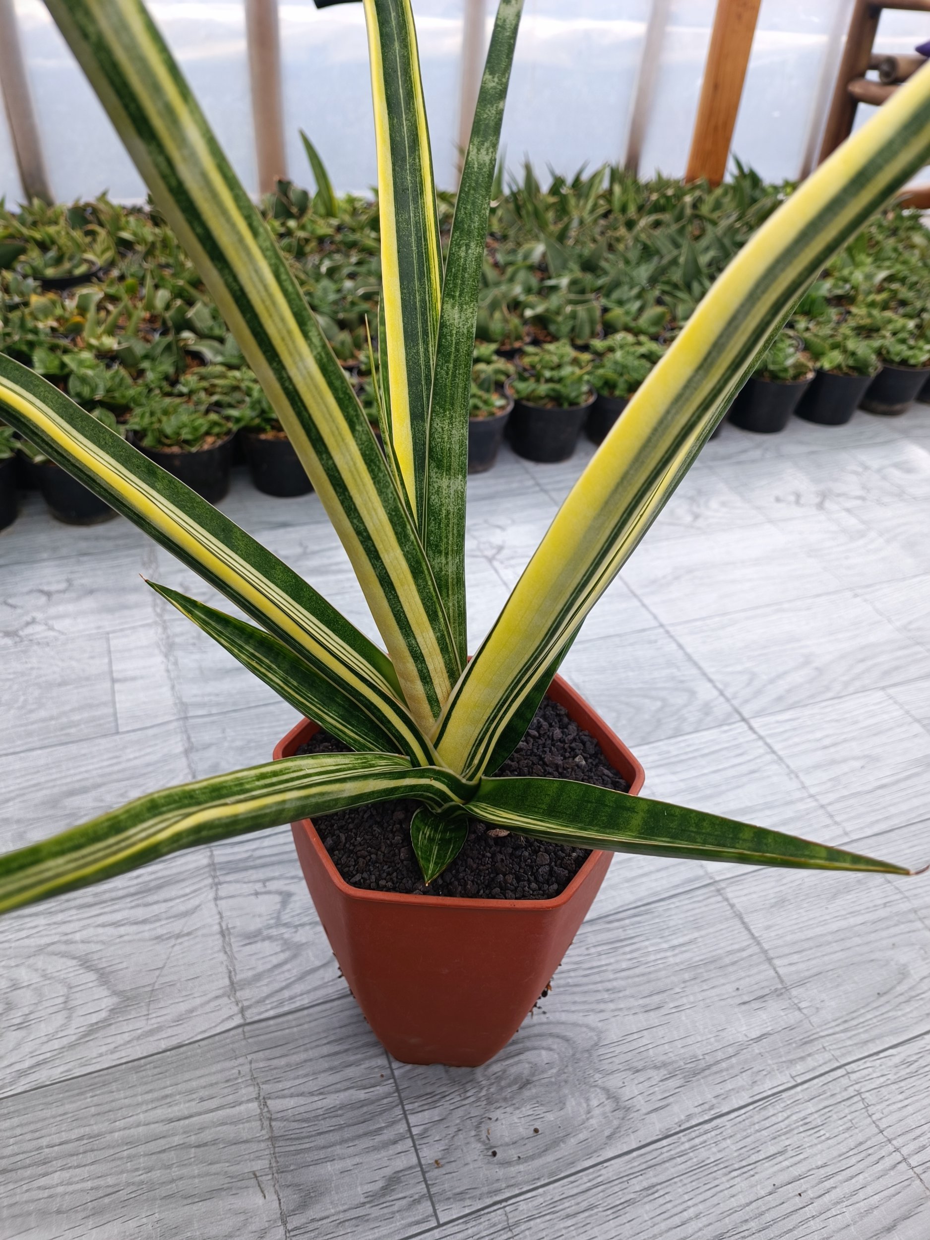 1646. Sansevieria Personii X Coco Hybrid - Image 2
