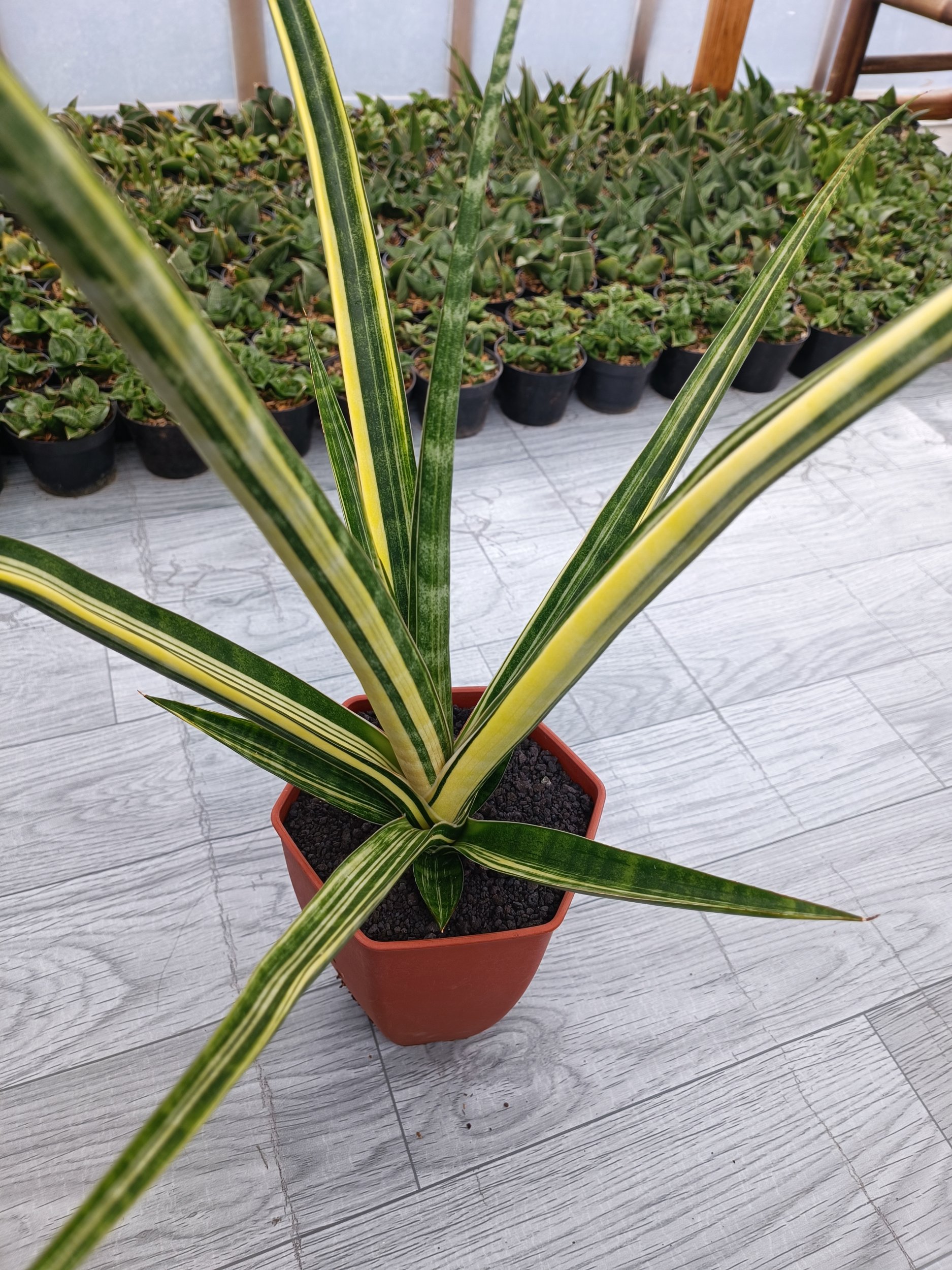 1646. Sansevieria Personii X Coco Hybrid - Image 3