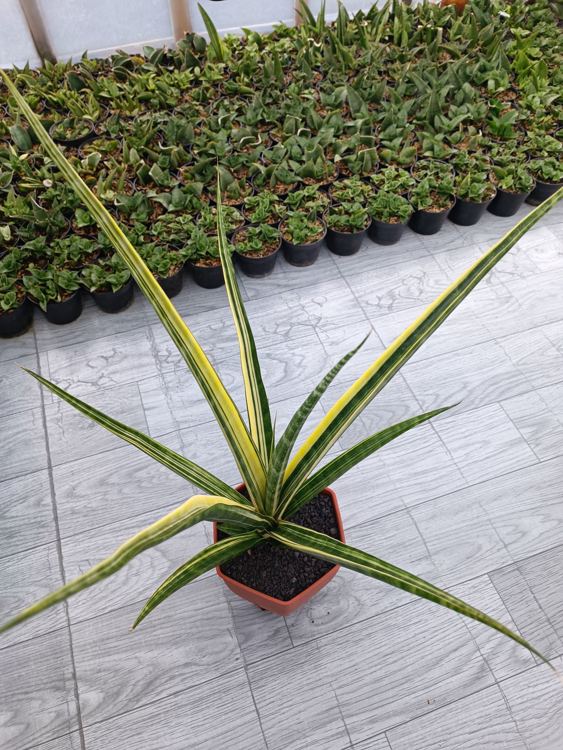 1646. Sansevieria Personii X Coco Hybrid - Image 4