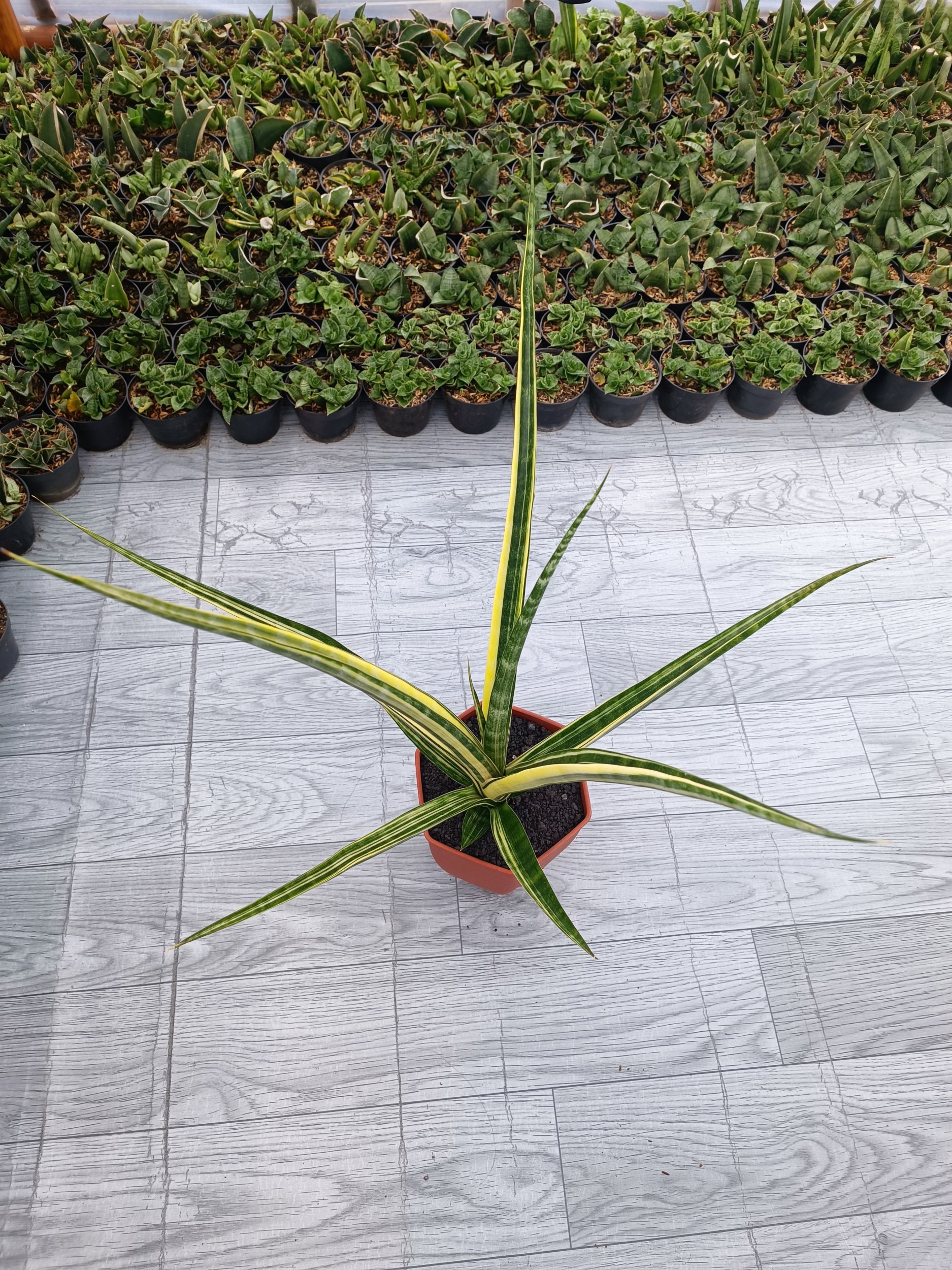 1646. Sansevieria Personii X Coco Hybrid - Image 5