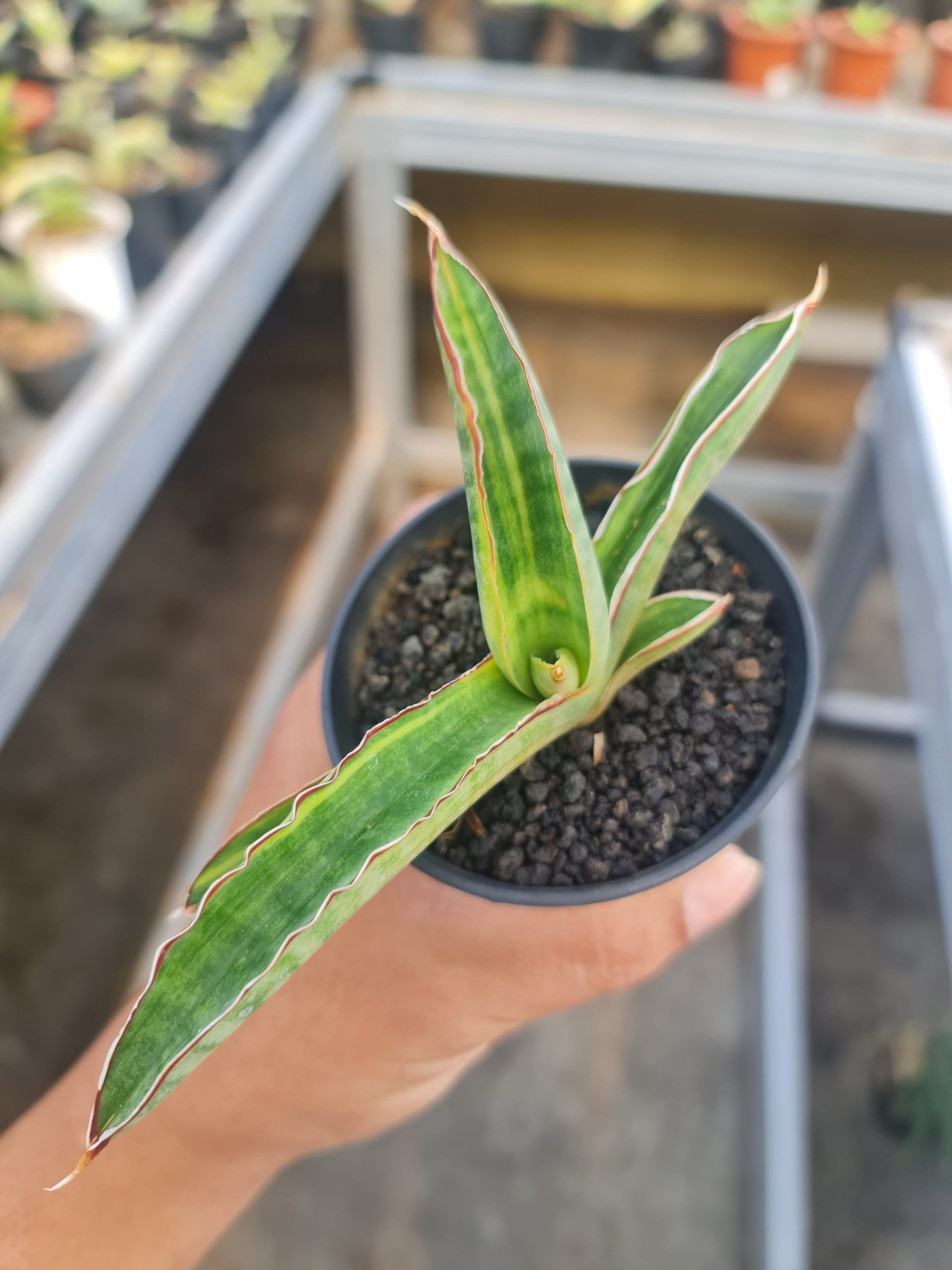 1508. Sansevieria Pfisteri Variegated Size 12 Cm - Image 2