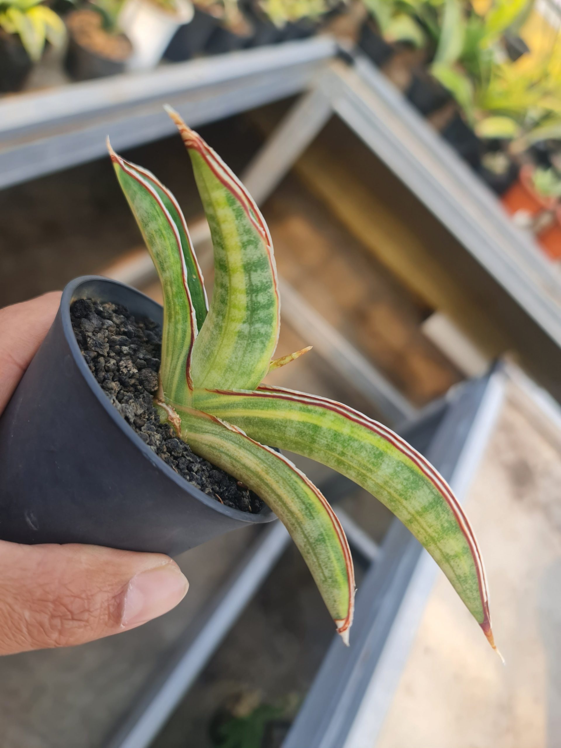 1508. Sansevieria Pfisteri Variegated Size 12 Cm - Image 3
