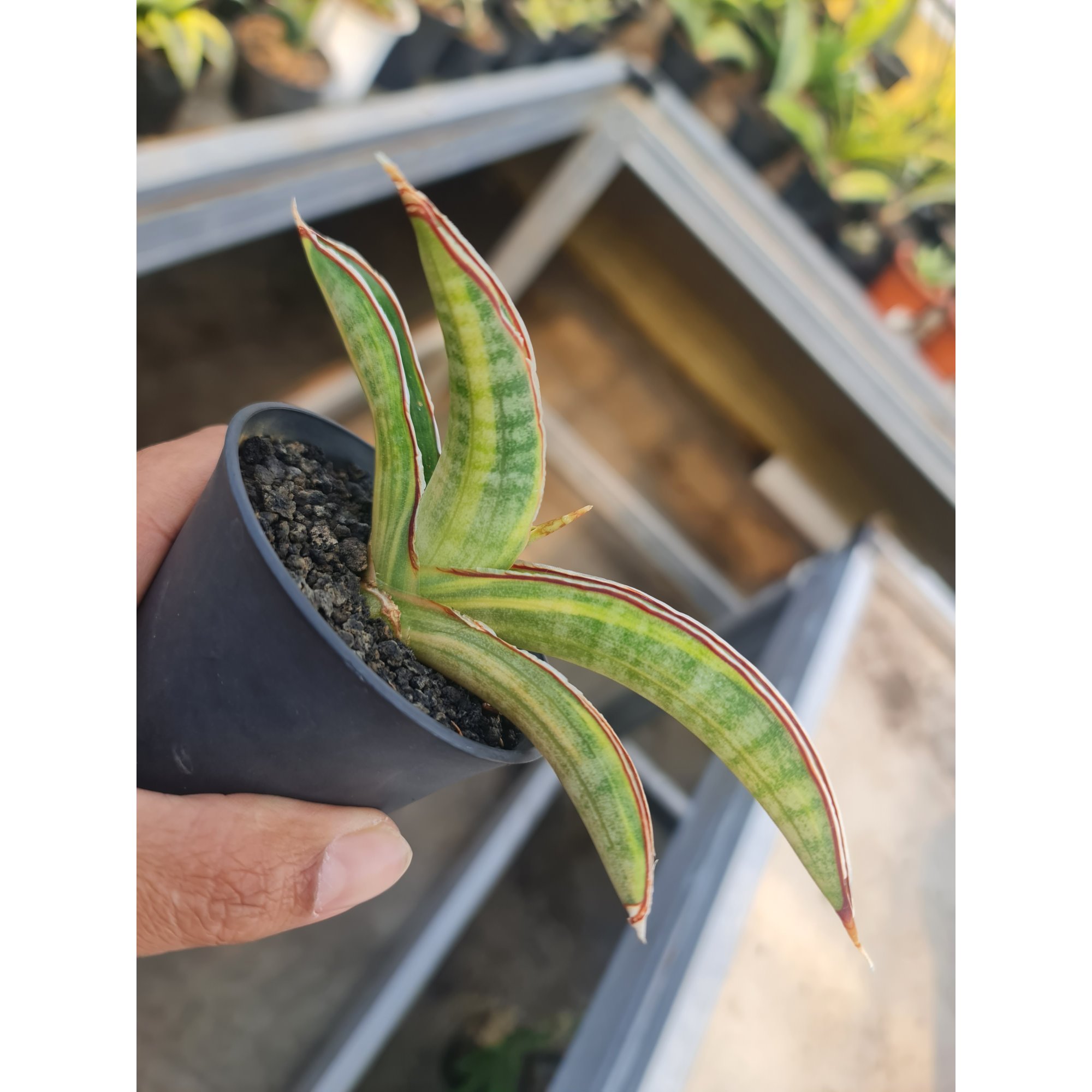 1508. Sansevieria Pfisteri Variegated Size 12 Cm