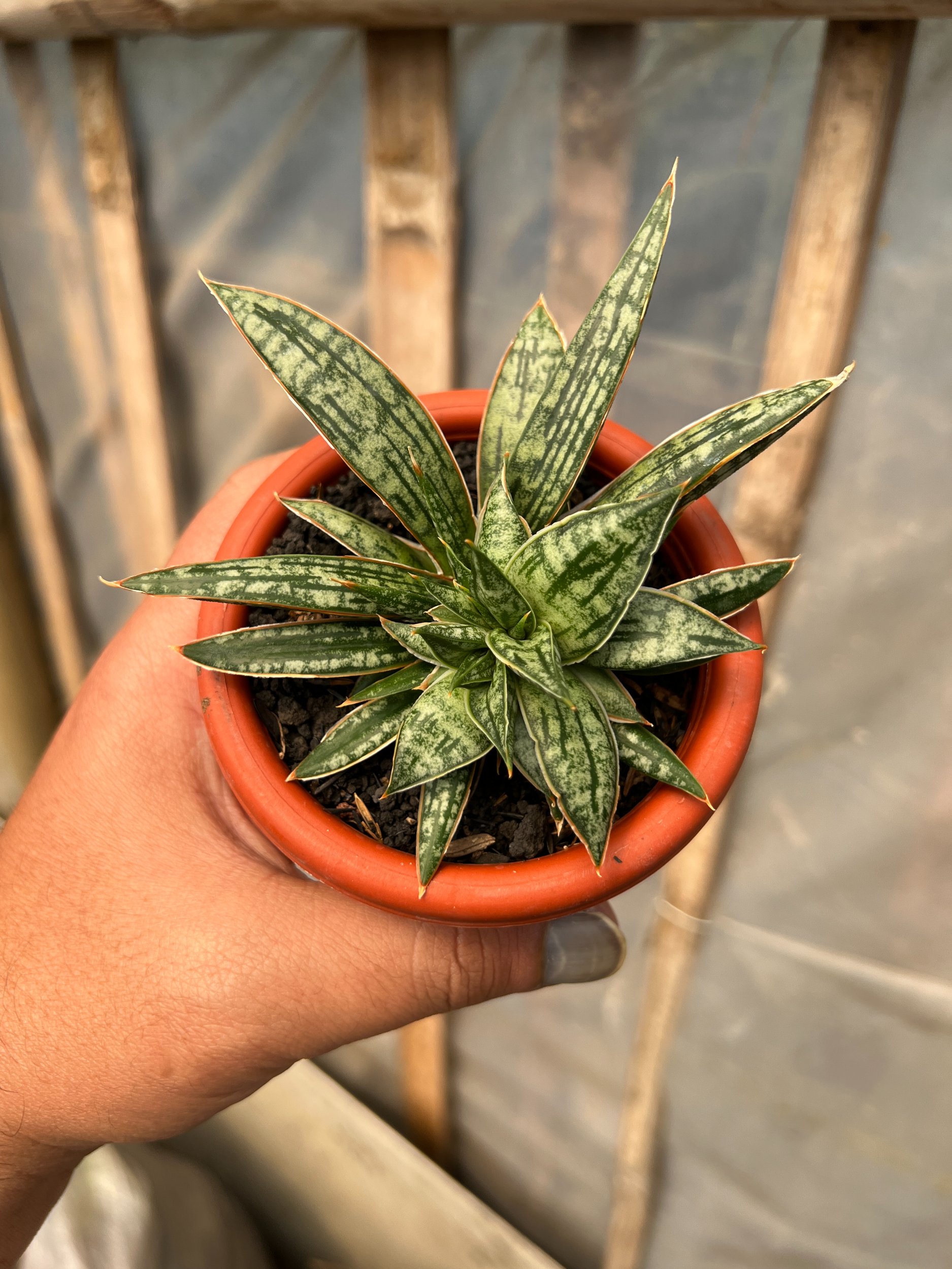 1630. Sansevieria Phenomenal Cristata - Image 2