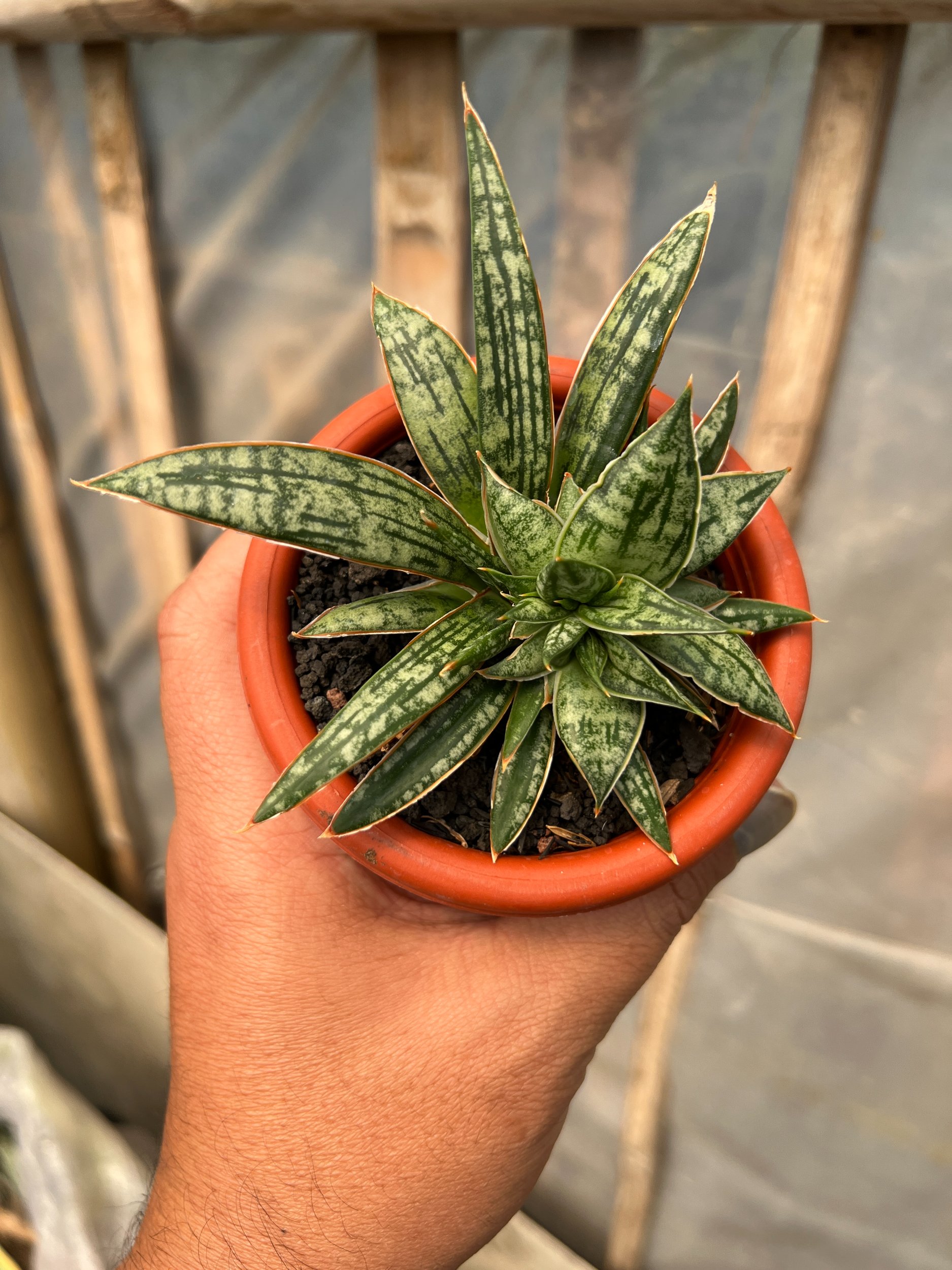 1630. Sansevieria Phenomenal Cristata - Image 3